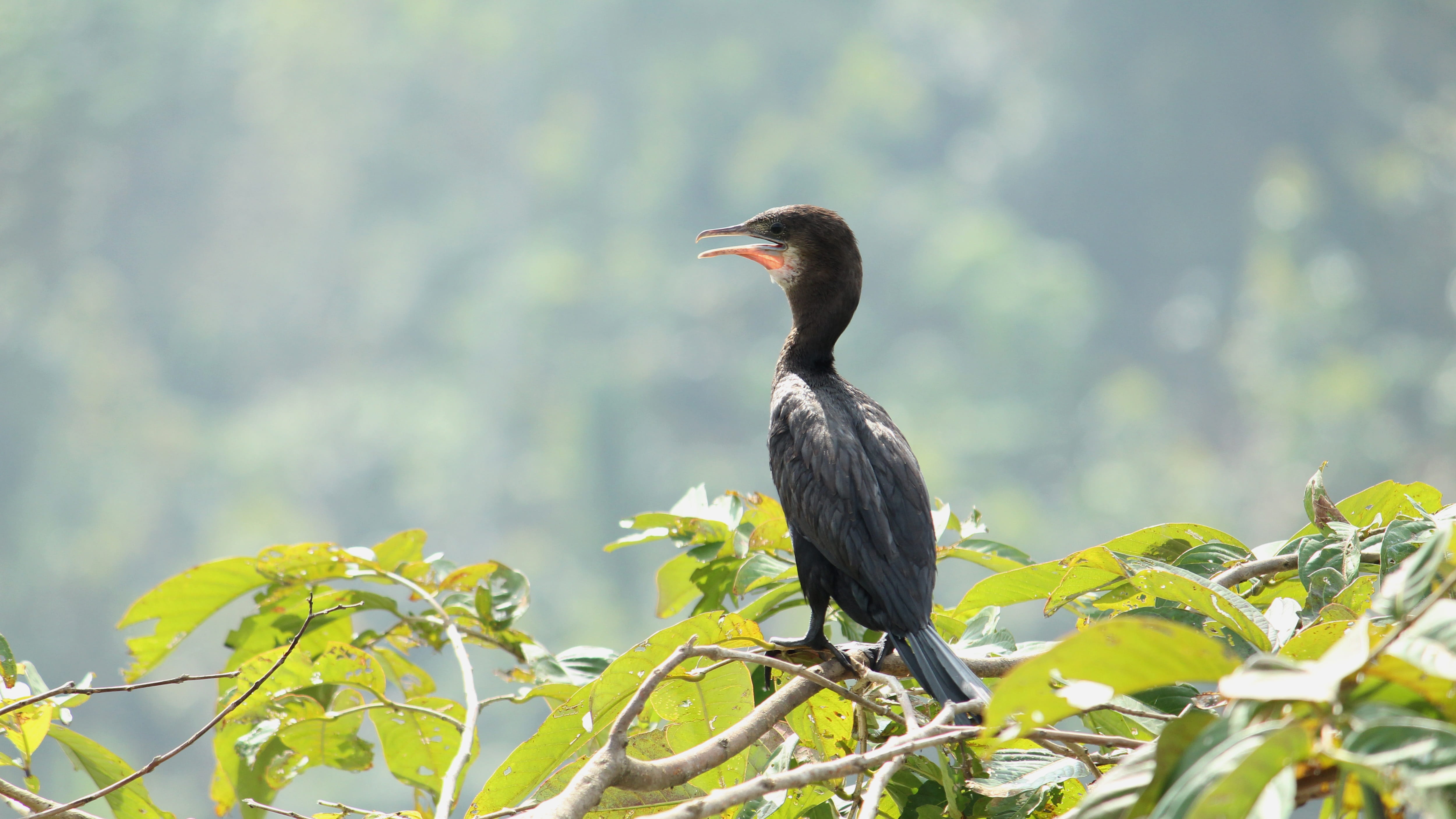 selective focus, forest, day, animal wildlife, tree, animal themes, plumage, no people, perched, basking, wilderness, little cormorant, one animal, vertebrate, HD Wallpaper