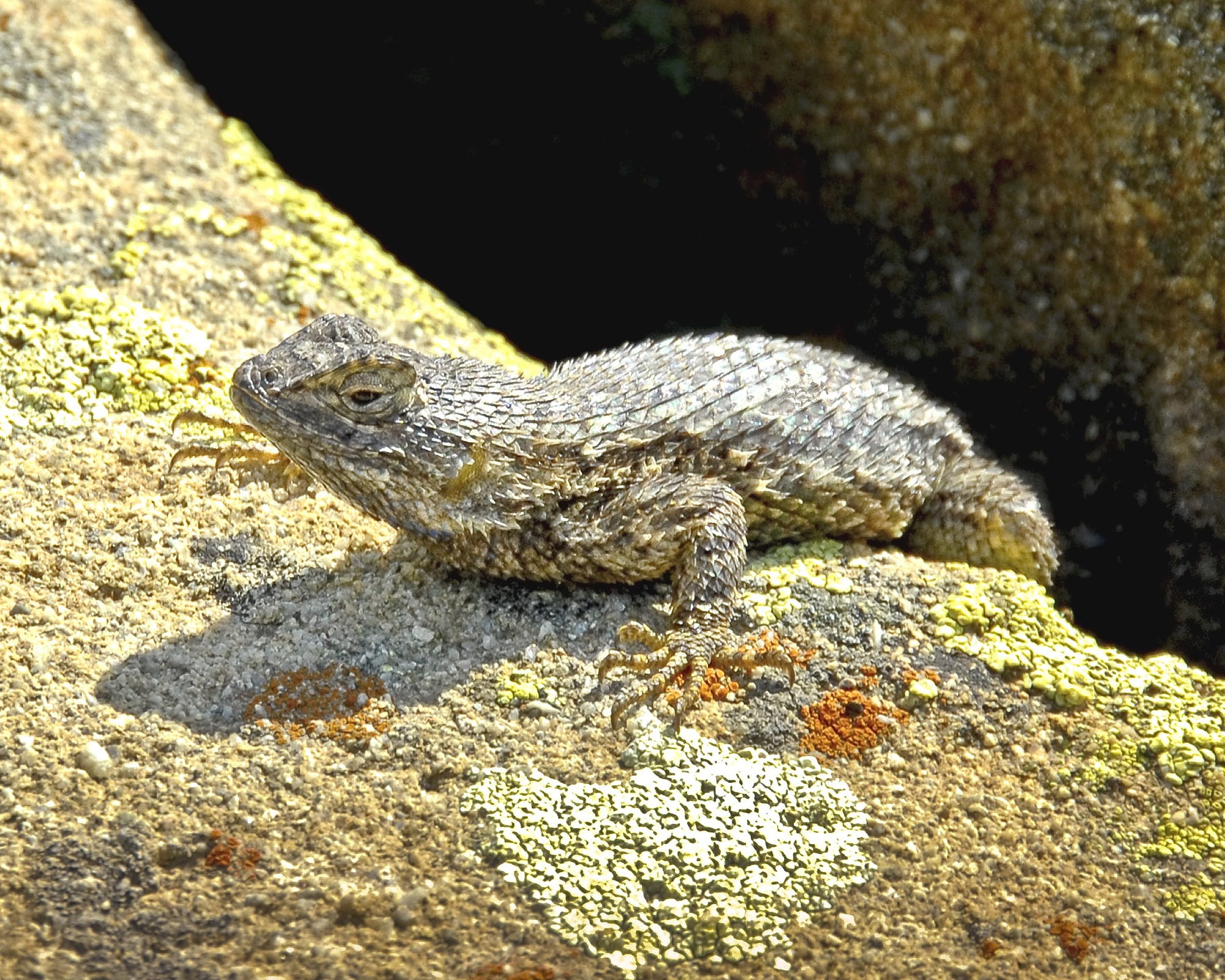 animals In The Wild, rock - object, animal Scale, animal, nature, close-up, reptiles, wildlife, 1080P, solid, lizard, outdoors, Rock, sunlight, animals And Pets, HD Wallpaper