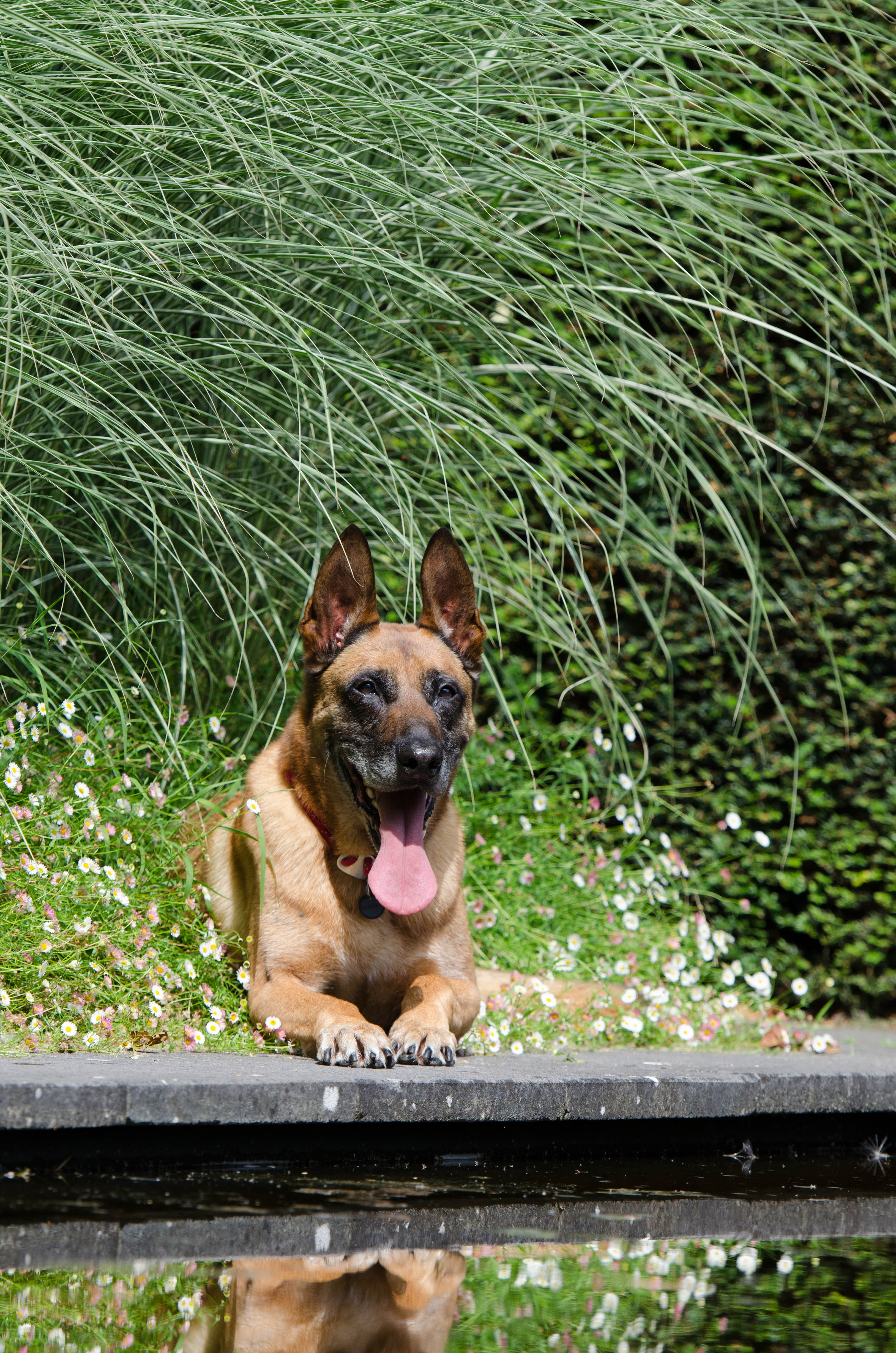 dog basks, canine, panting, dog is, one animal, vertebrate, malinois, sticking out tongue, animal, garden, day, nature, domestic animals, schäfer dog, enjoy weather, Phone HD Wallpaper