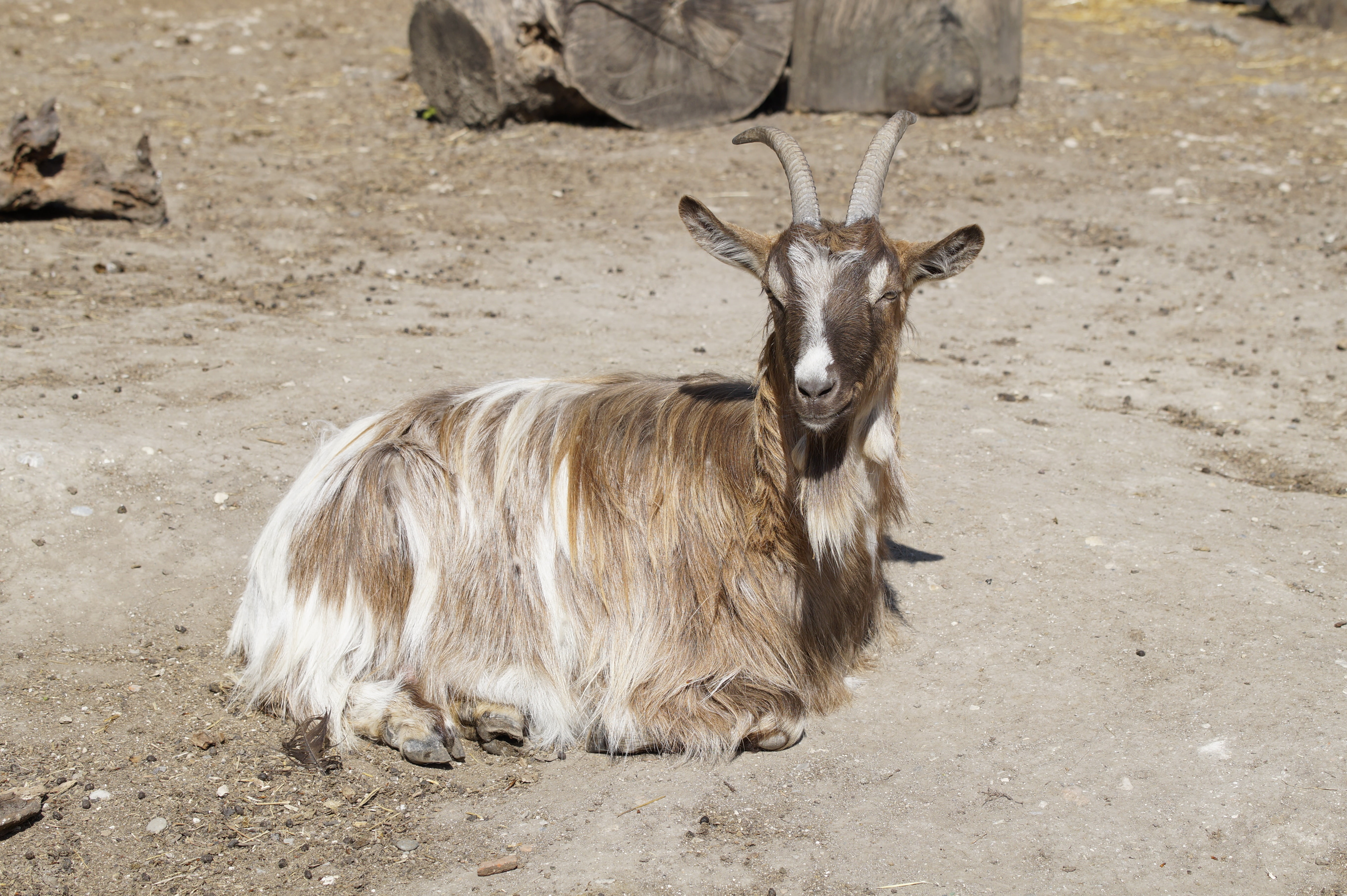 relaxation, vertebrate, no people, one animal, land, bask, outdoors, herbivorous, domestic animals, sunlight, rest, sunbathing, billy goat, animals in the wild, HD Wallpaper