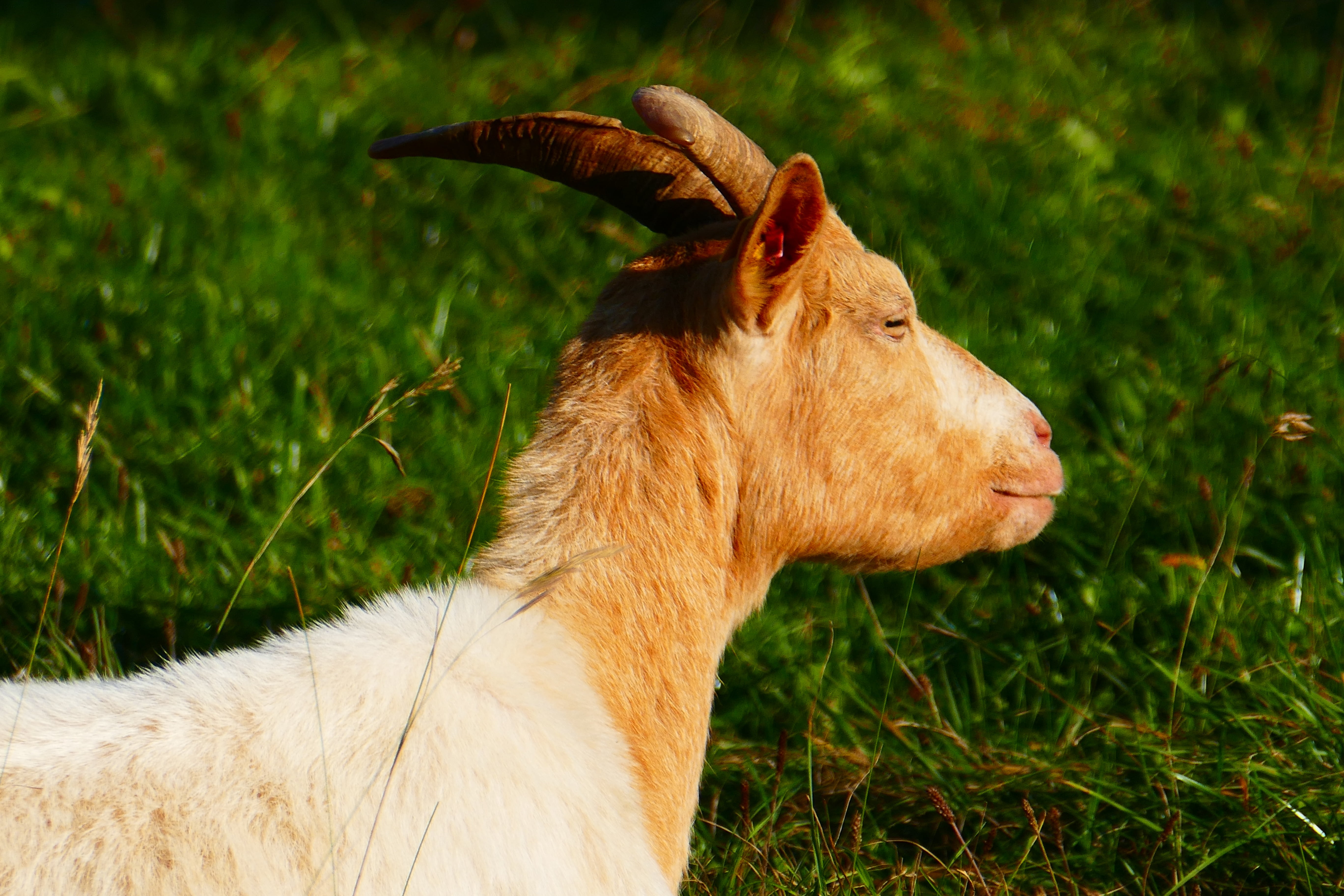 profile view, brown, rest, animal head, livestock, pets, fur, mammal, sunbathing, herbivorous, field, grass, vertebrate, 5K, domestic, no people, horned, HD Wallpaper