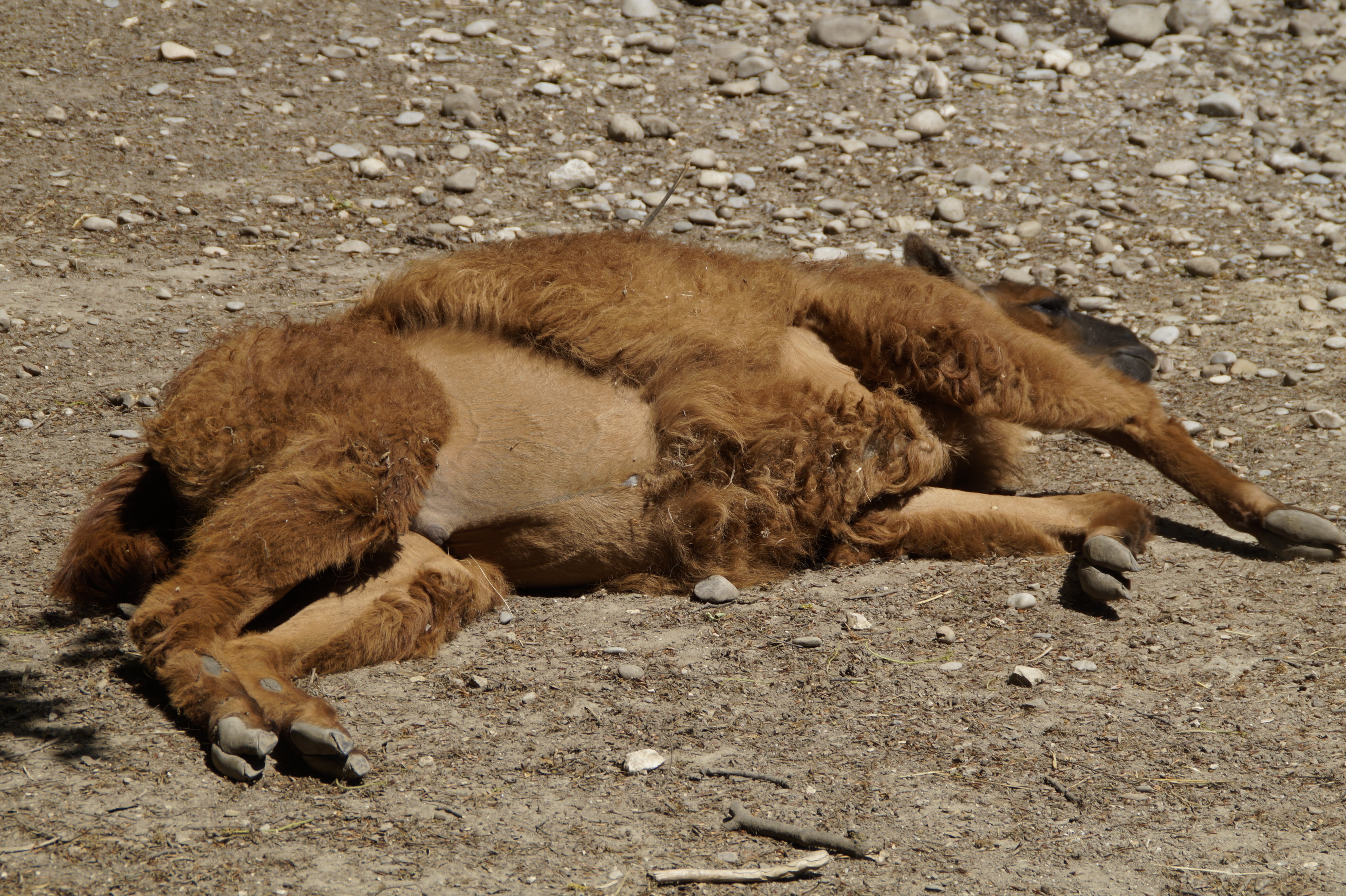 enjoy, two animals, bask, lazy, sunbathing, animal wildlife, lama, animal, day, brown, outdoors, relaxation, pet, relaxed, pets, fur, sleep, relax, animal family, HD Wallpaper