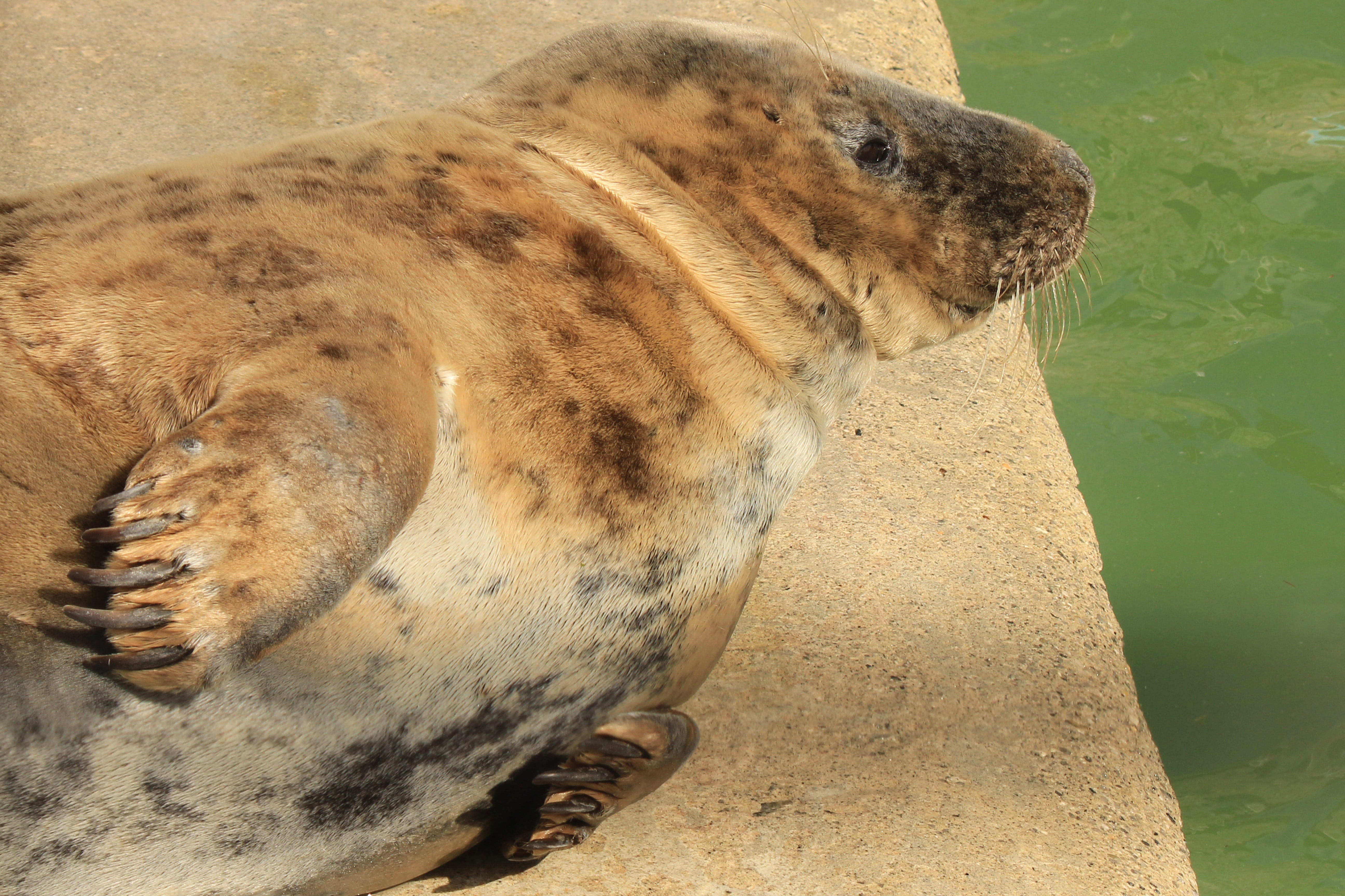 underwater, marine, animal head, no people, vertebrate, high angle view, seal - animal, animal body part, seal, aquatic mammal, water, wildlife, sea, mammal, HD Wallpaper