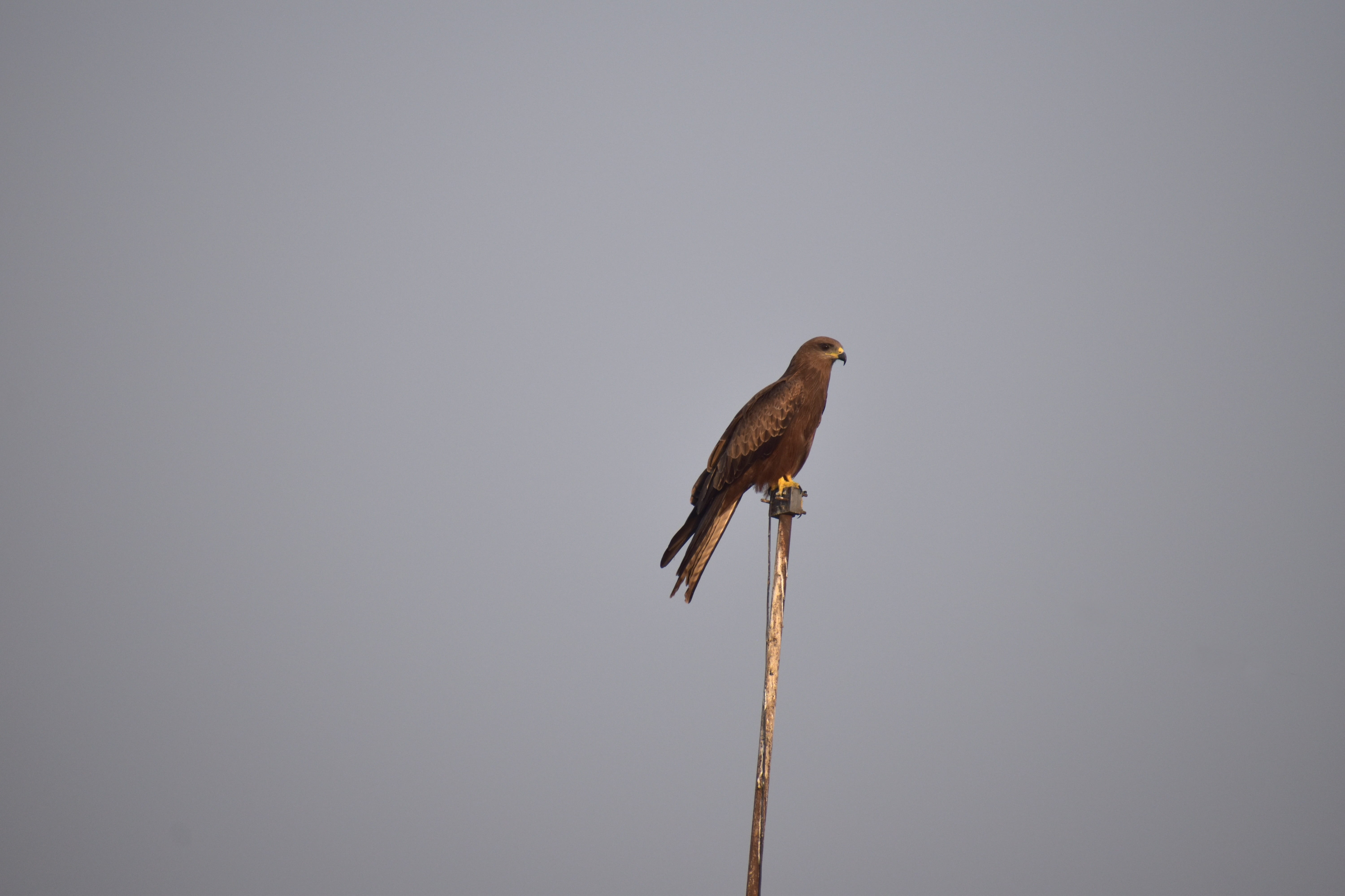 sky, vertebrate, copy space, animal, perching, kite, 5K, animal wildlife, basking, beauty in nature, predator, low angle view, looking for prey, clear sky, HD Wallpaper