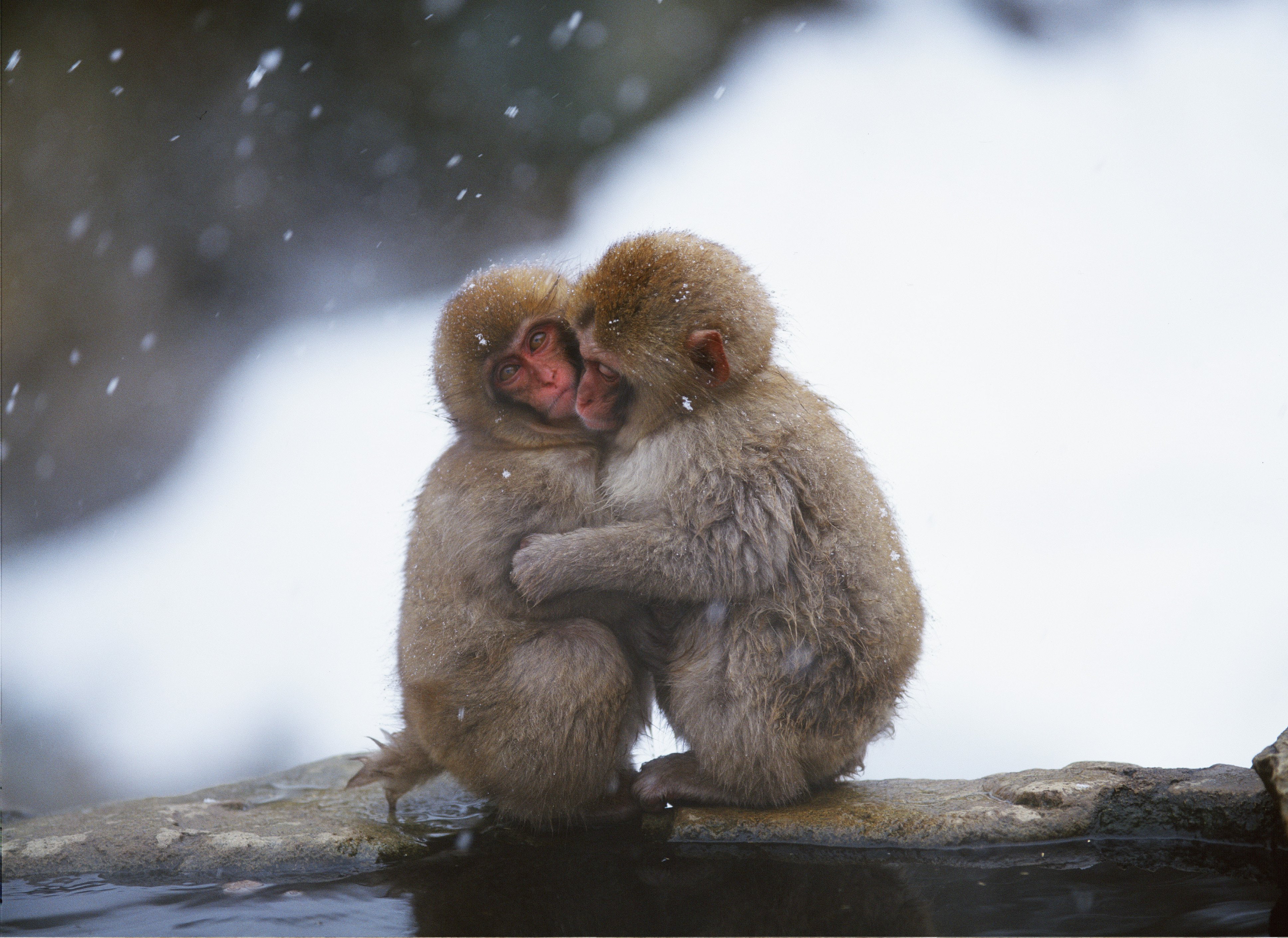 bask, winter, hug, monkey, snow, water, 4K, cold, HD Wallpaper