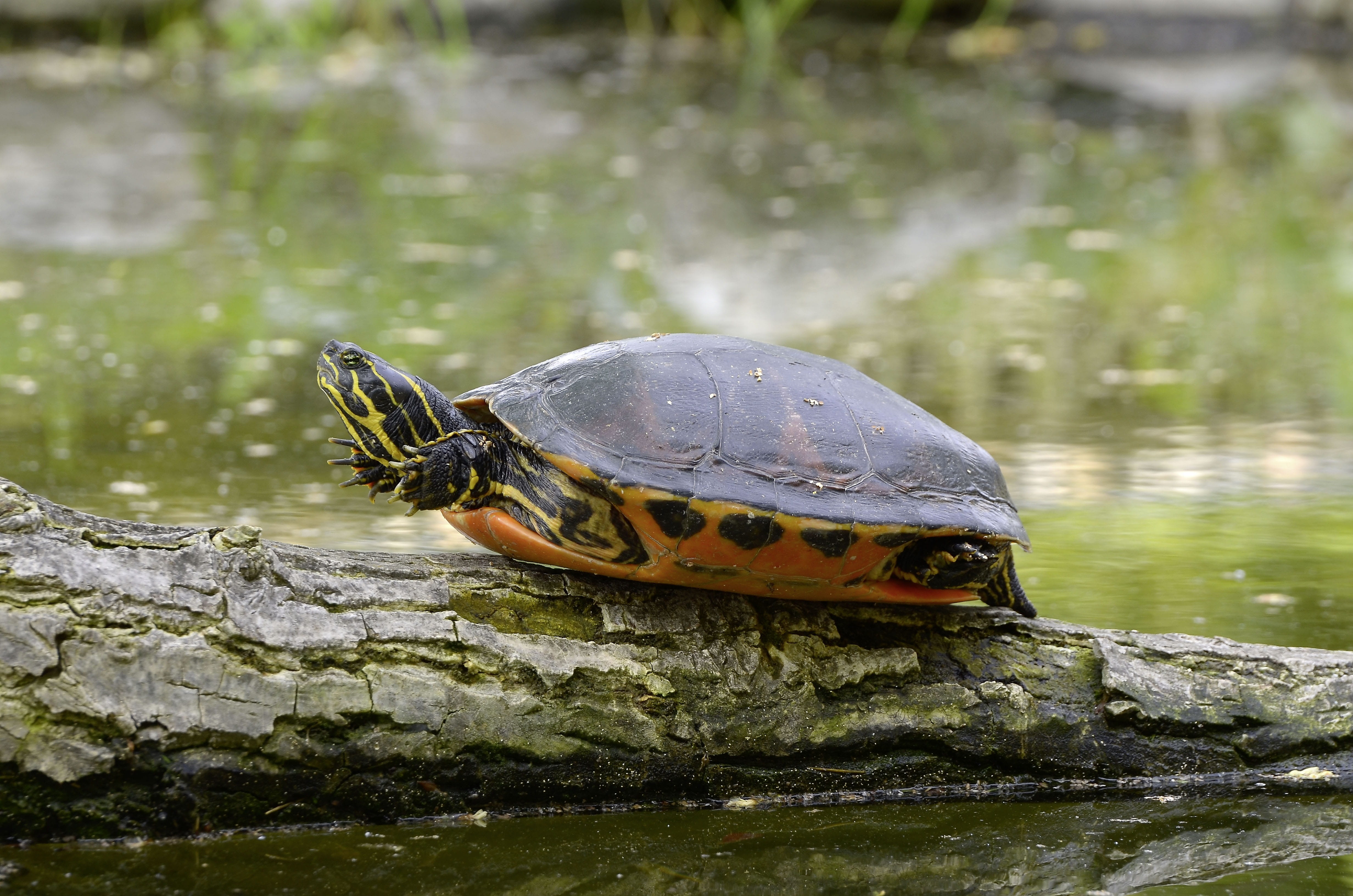 sun, 4K, eared, animal, animal themes, nature reserve, day, tortoise, water, lake, solid, rock - object, bask, outdoors, no people, vertebrate, Water Turtle, HD Wallpaper