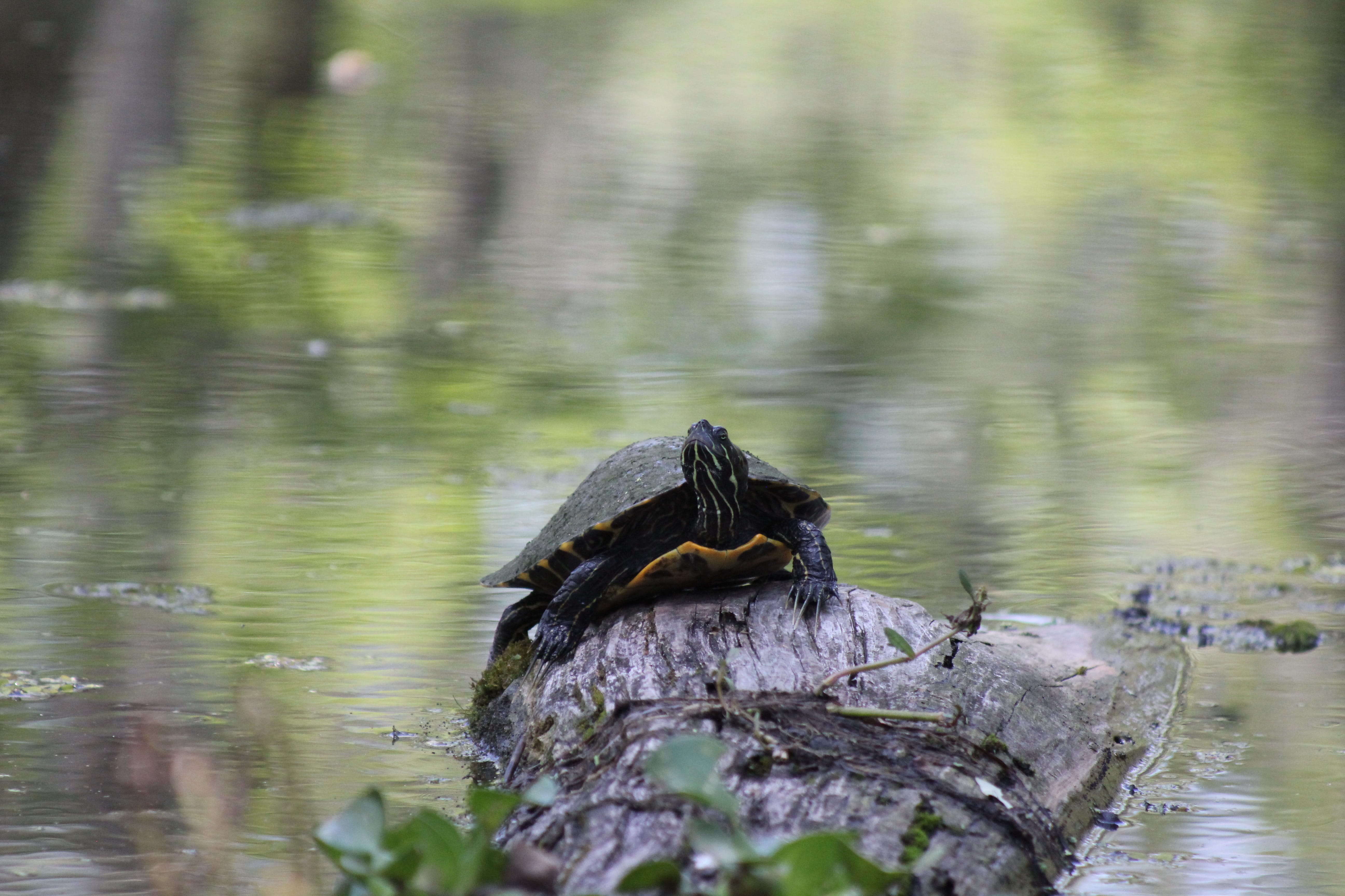 5K, fauna, bird, lake, aquatic, one animal, tortoise, driftwood, plant, nature, slow, pond, animals in the wild, ecology, swamp, reptile, basking, environment, HD Wallpaper