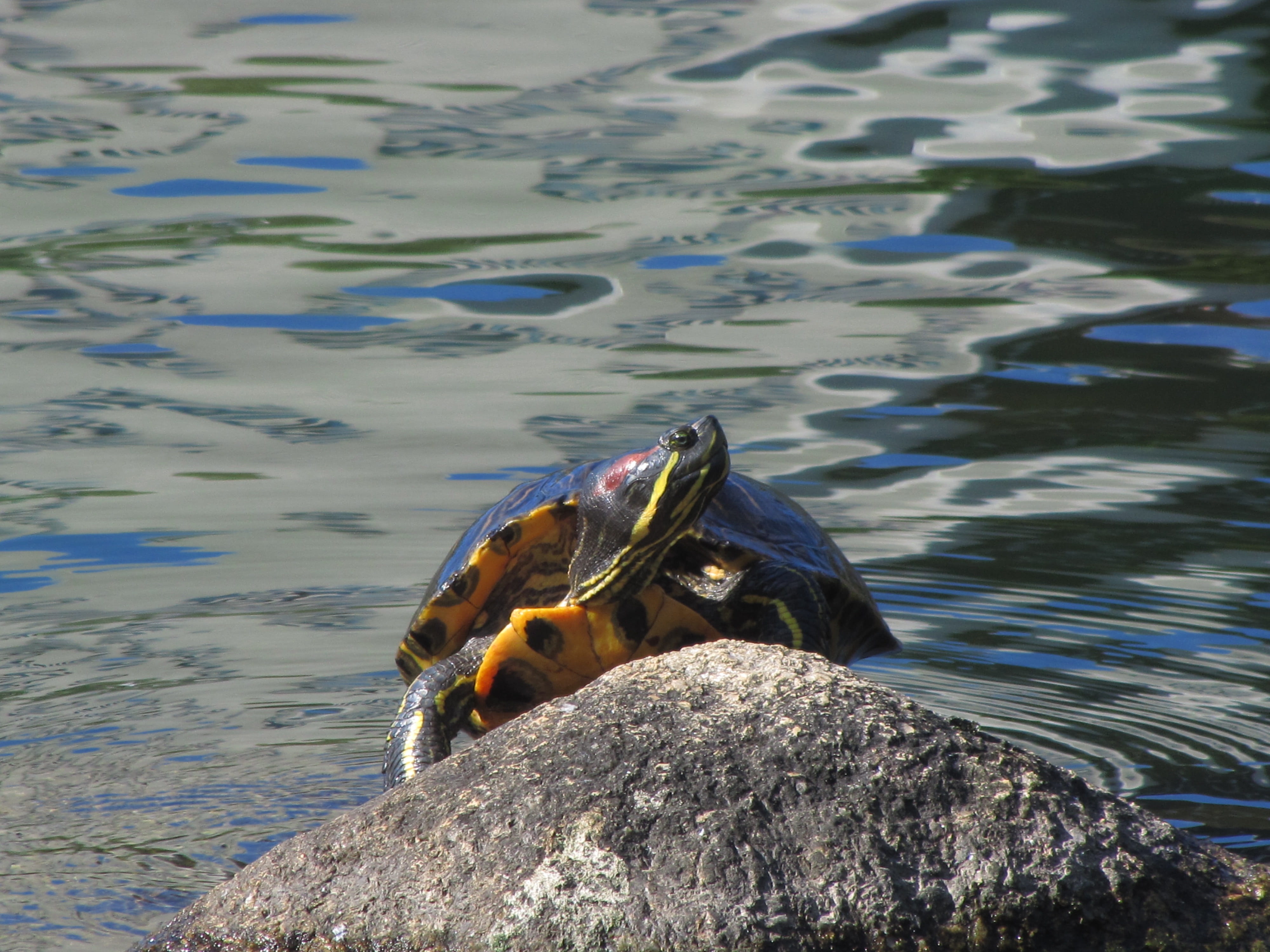no people, water, animal wildlife, 4K, high angle view, basking, swimming, animals in the wild, reptile, duck, lake, animal, rock, vertebrate, poultry, HD Wallpaper