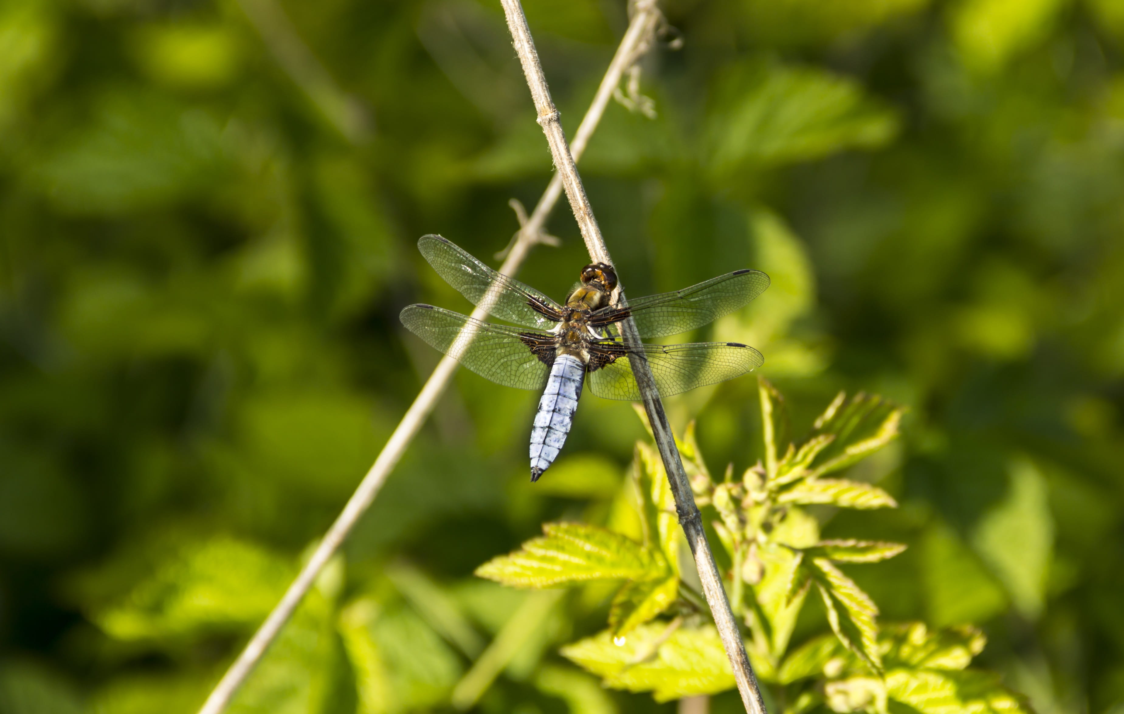 diptera, plant, animal wildlife, fragility, plant stem, summer, 2K, nature, animal, eyes, dragonfly, flying insect, living nature, animal themes, outdoors, HD Wallpaper