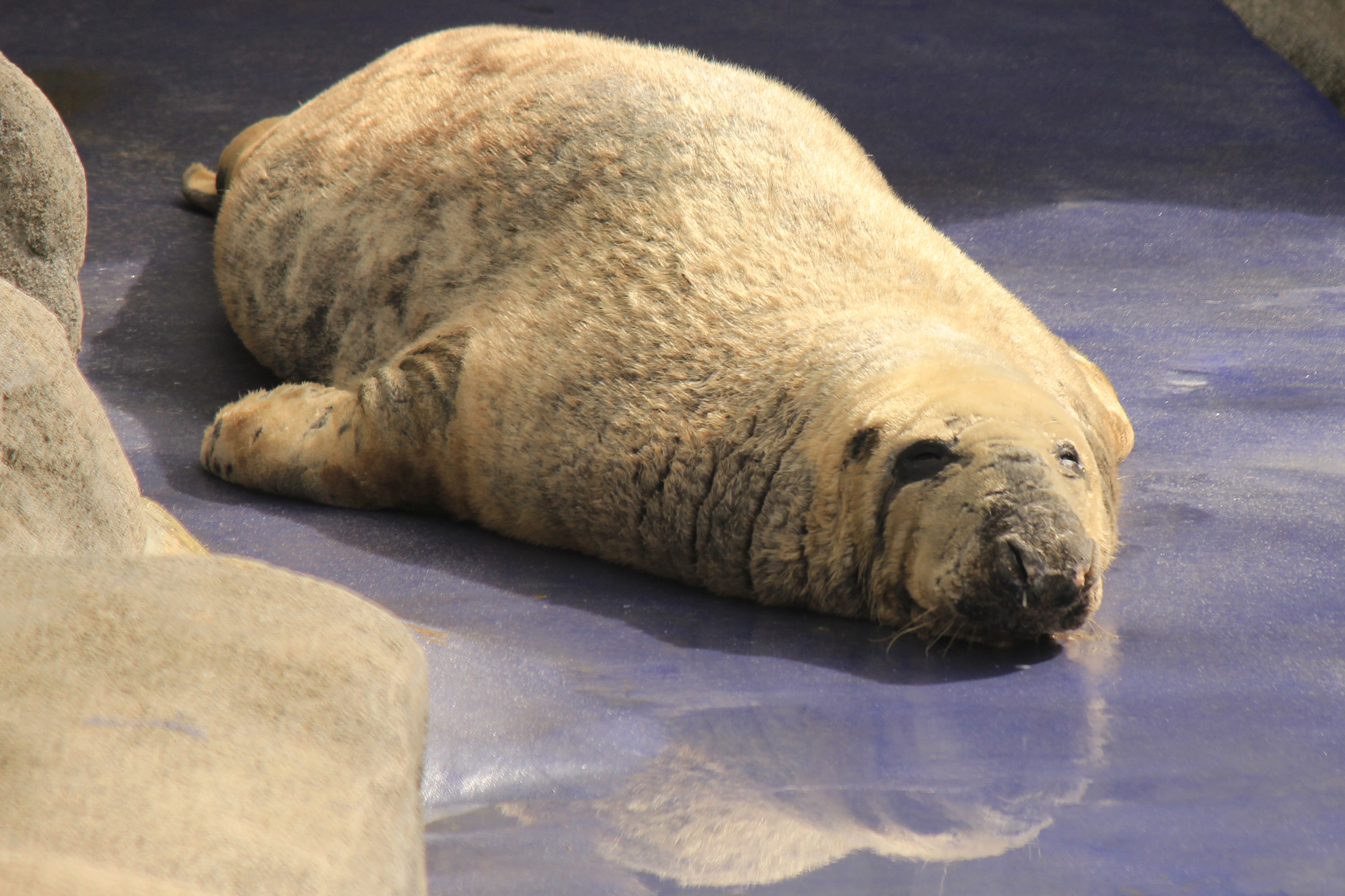 basking, no people, mammal, relaxation, animal head, resting, seal, lying down, marine, whisker, rock, water, nature, underwater, animal, vertebrate, eyes closed, HD Wallpaper