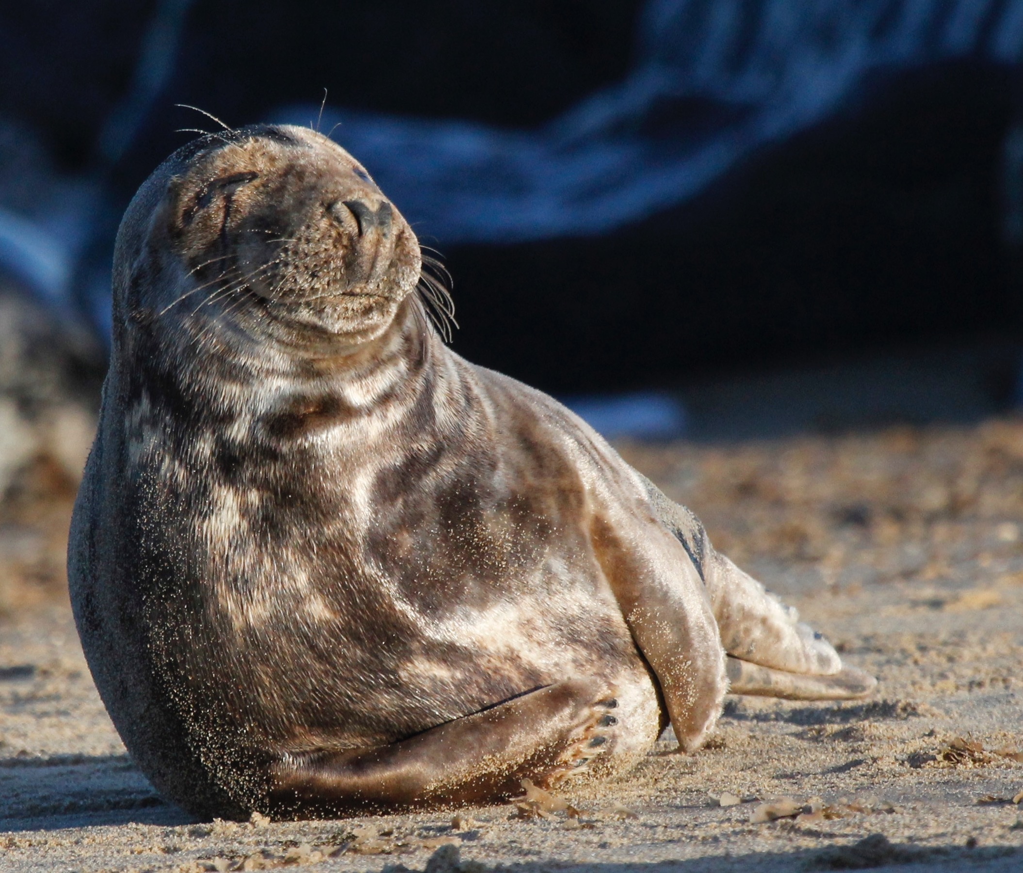 basking, animals in the wild, aquatic mammal, outdoors, day, mammal, nature, 1080P, beach, one animal, underwater, sand, whisker, focus on foreground, HD Wallpaper