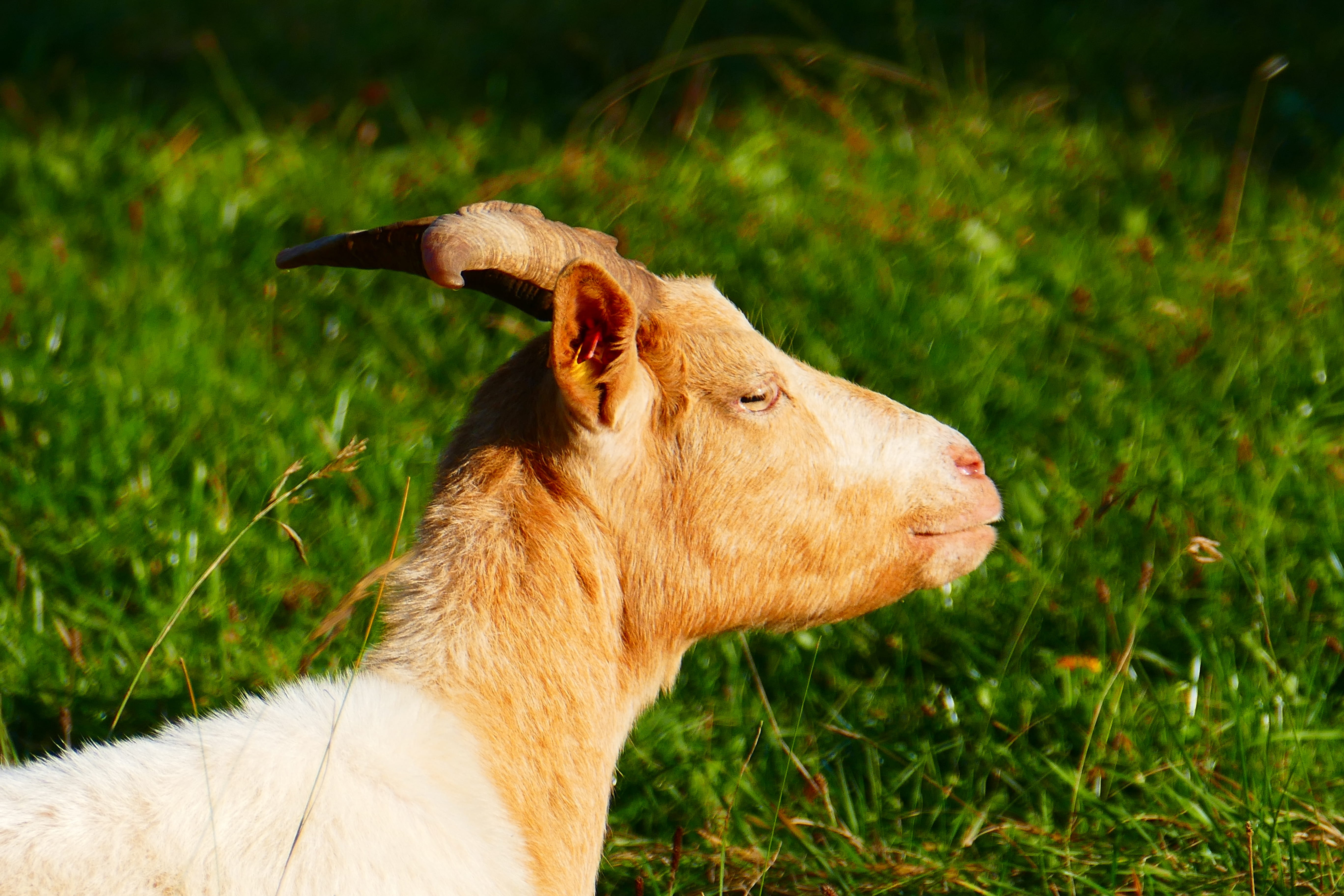 close-up, sunbathing, one animal, 5K, side view, nature, no people, mammal, vertebrate, bask, herbivorous, animal head, profile view, goat, grass, green color, HD Wallpaper