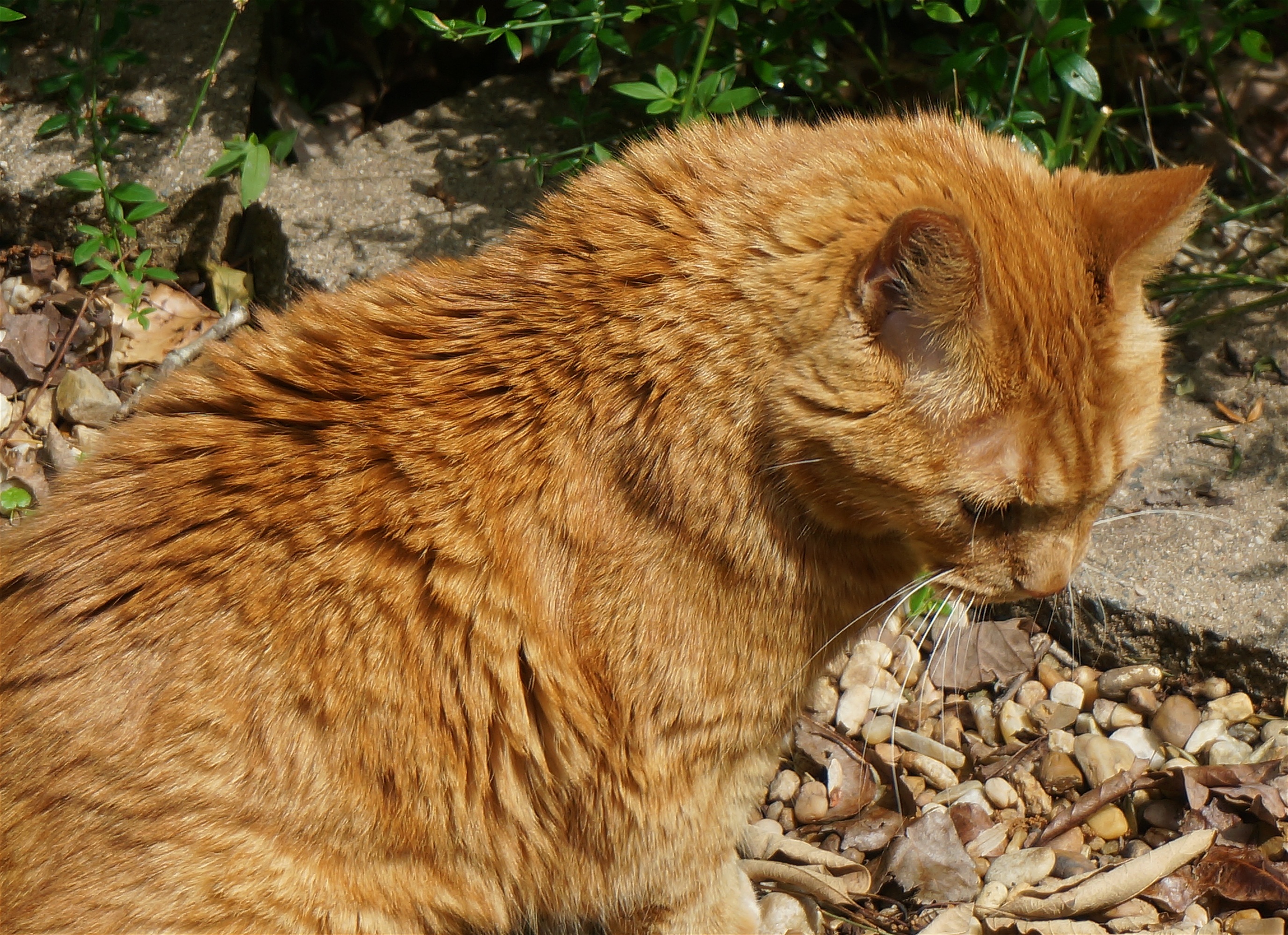 stone - object, close-up, animal themes, solid, animal, orange, animal wildlife, feline, land, garden, rock - object, fur, 2K, basking orange cat, animals in the wild, HD Wallpaper