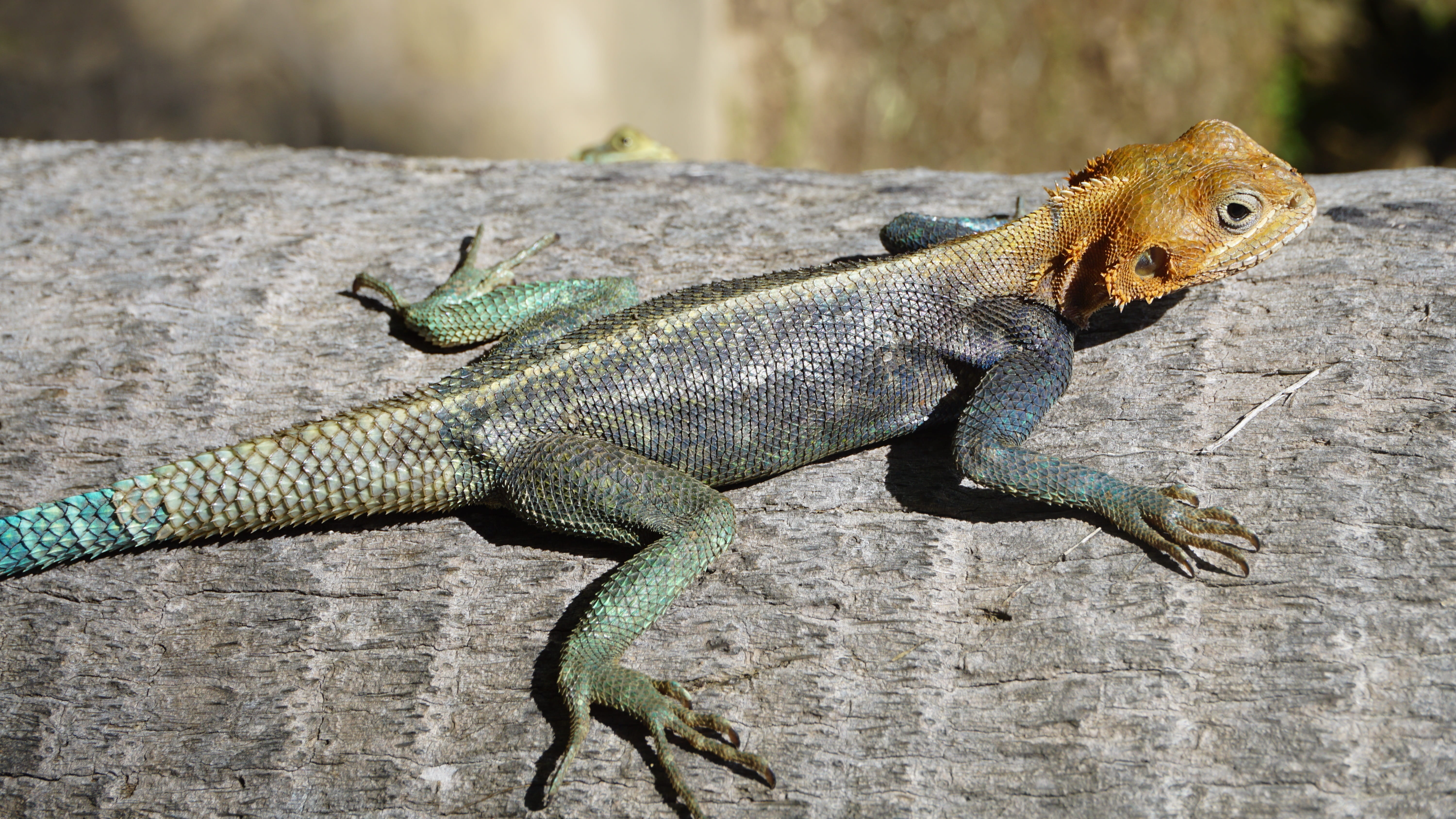 animals bask in the sun, focus on foreground, profile view, animals in the wild, animal scale, side view, animal, outdoors, animal wildlife, iguana, reptile, HD Wallpaper