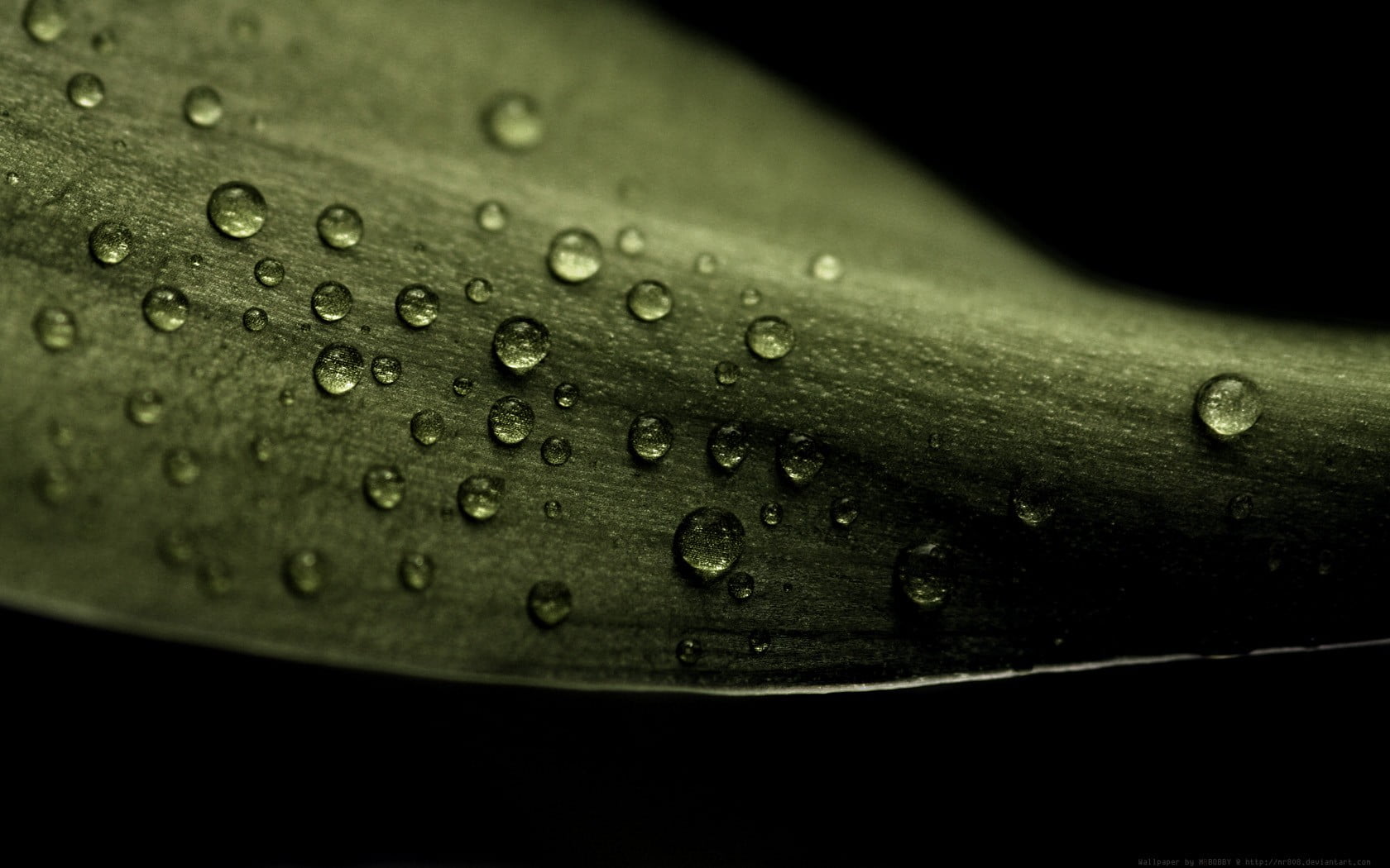 leather, rain, plant part, studded, leaf, beauty in nature, drop, purity, wallet, selective focus, no people, close-up, plant, 720P, brown, freshness, HD Wallpaper