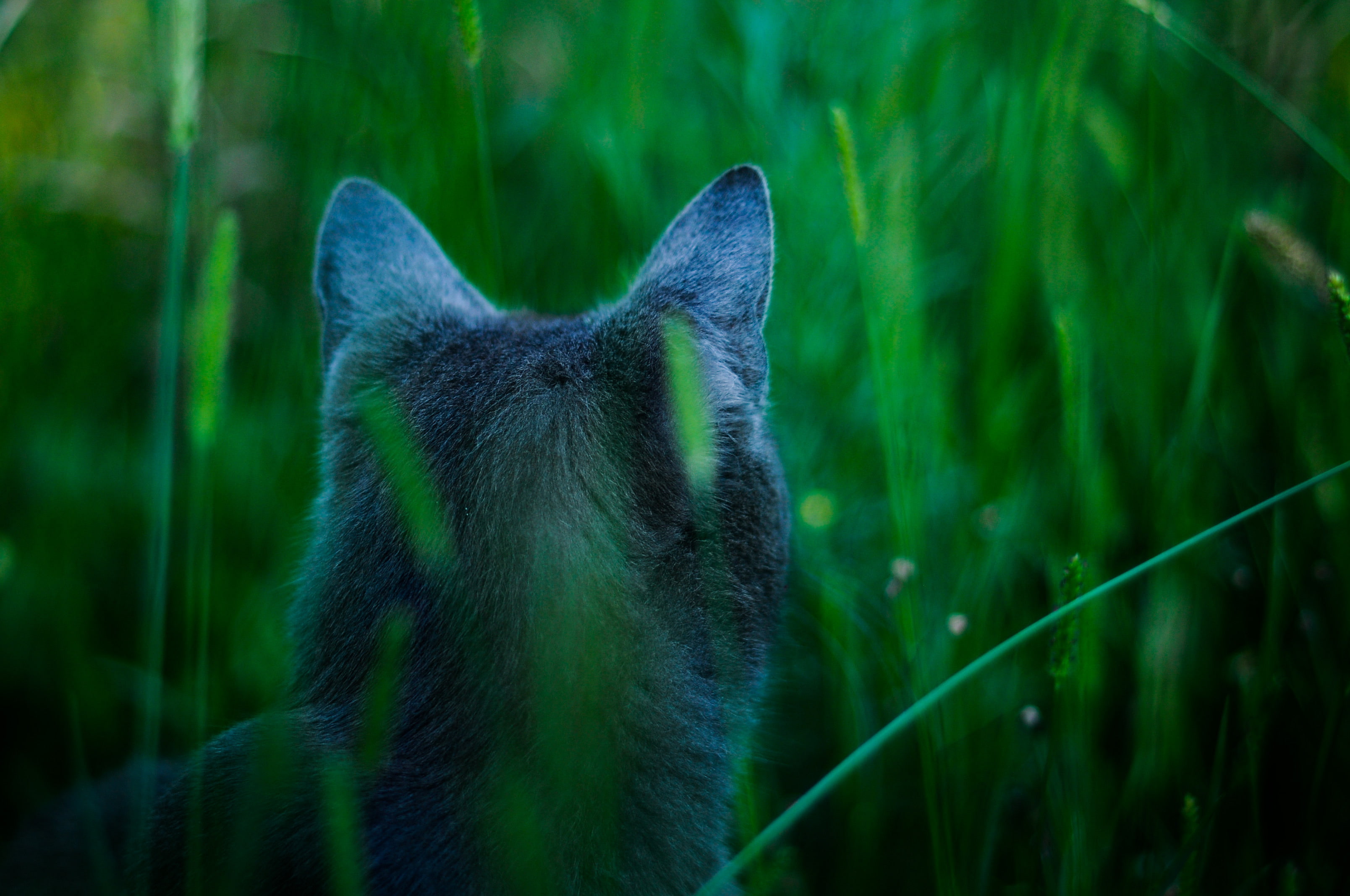 Attention, blue, 2K, cat, James camerons cat, hunts, avatar, HD Wallpaper