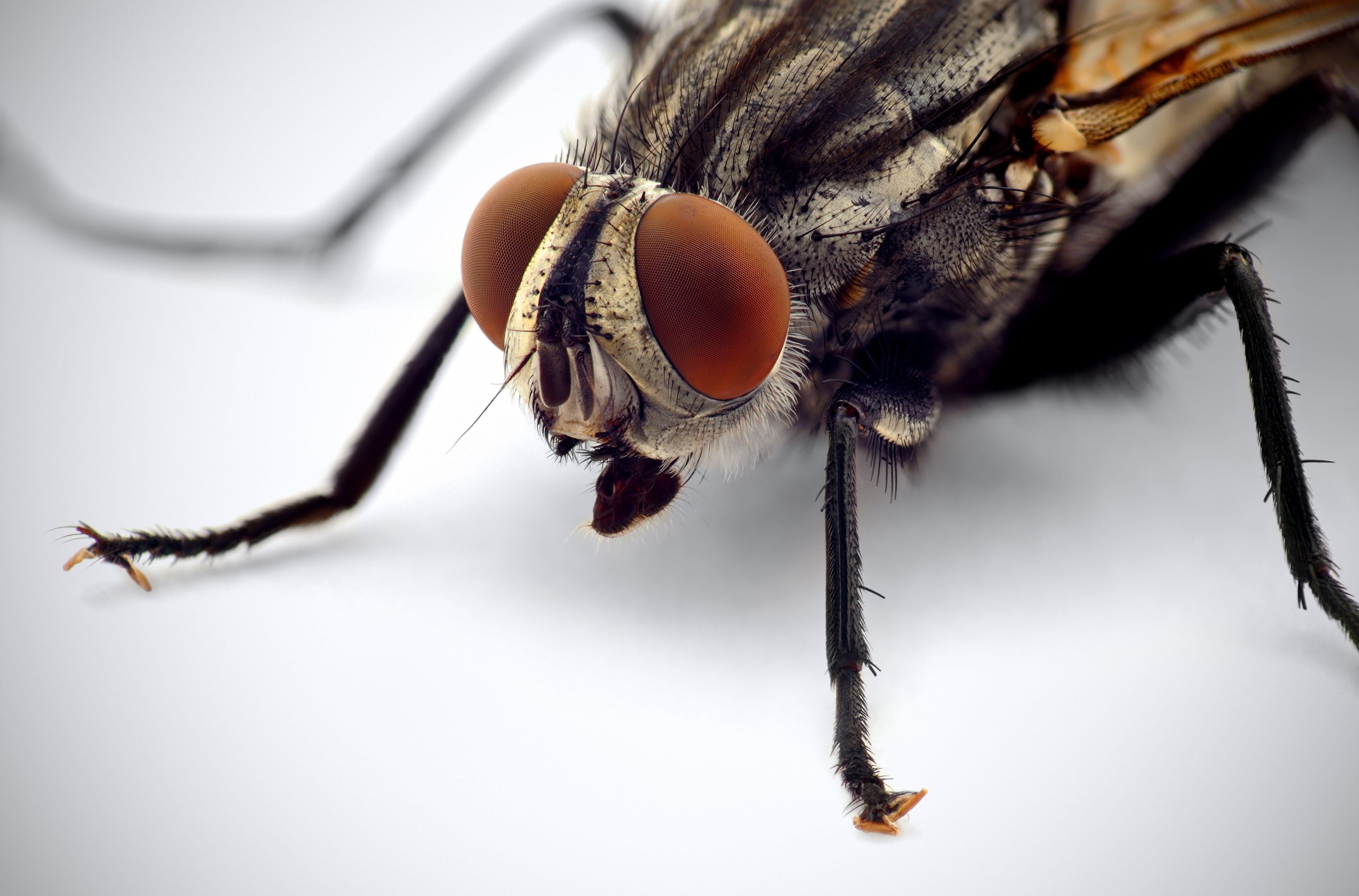 arthropod, fly 4k high resolution mac, invertebrate, animal eye, animal themes, animal, animal body part, one animal, animal wildlife, focus on foreground, HD Wallpaper