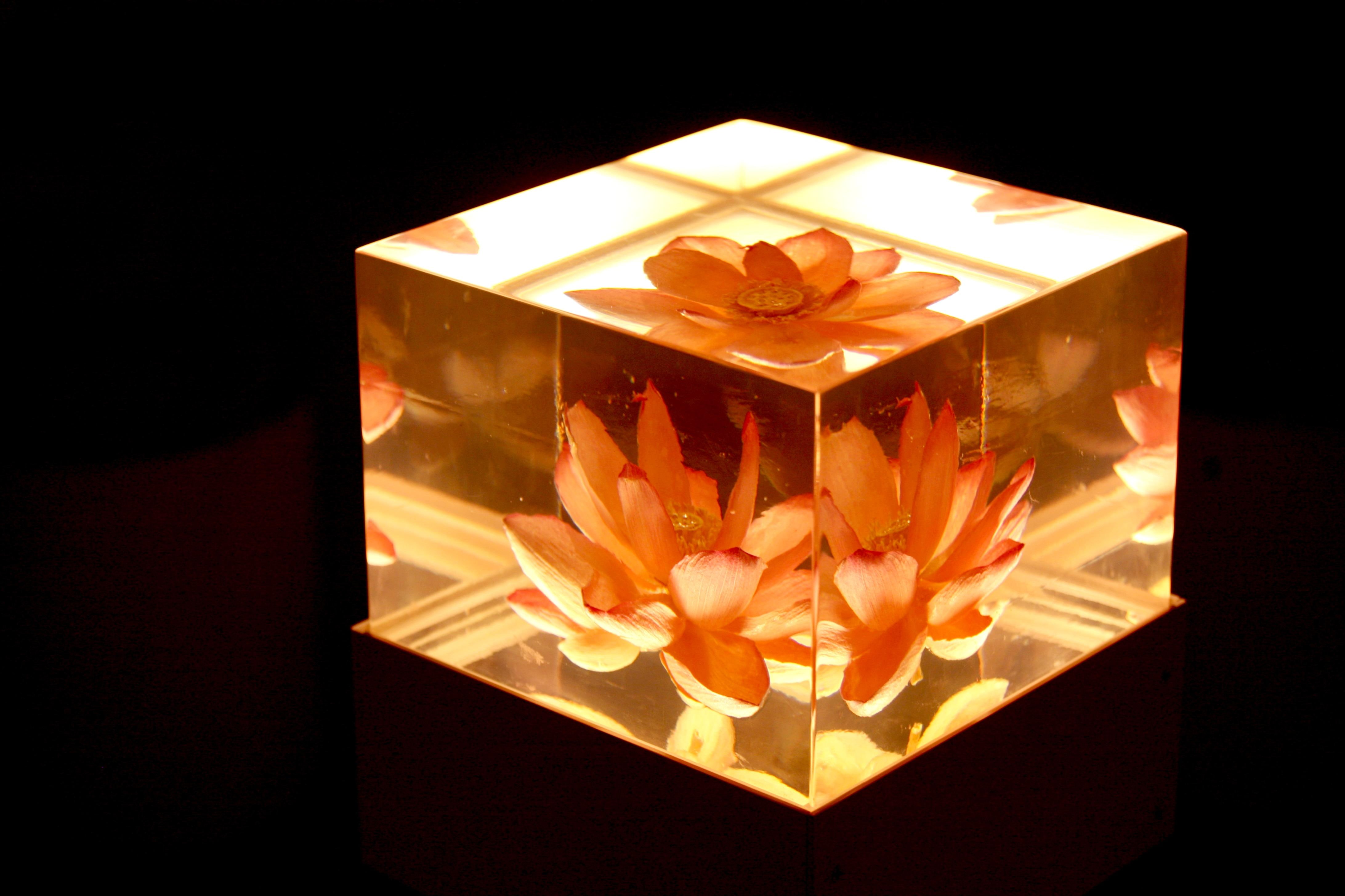 4K, glass, lotus, trapped, photo, flower, HD Wallpaper