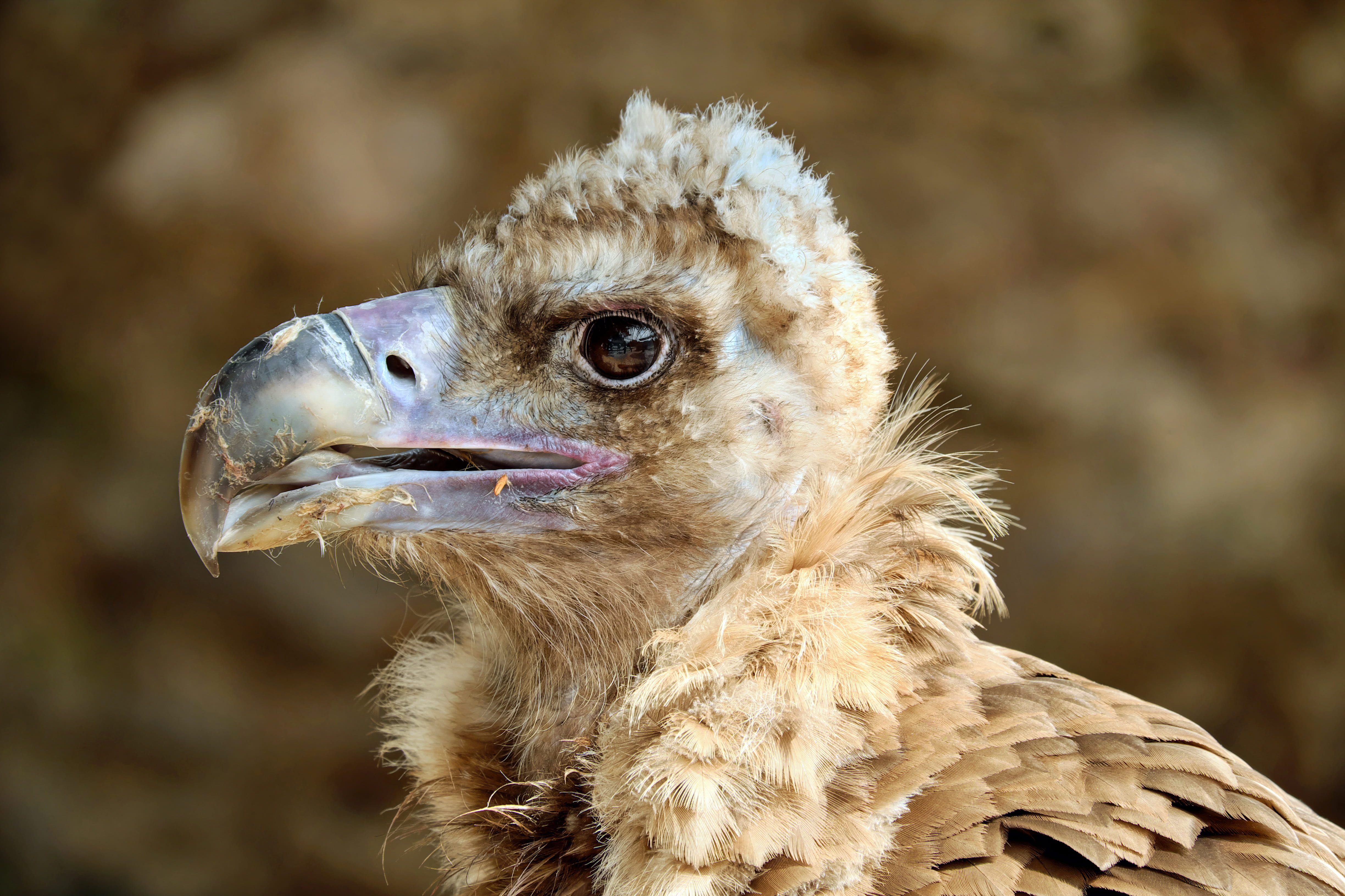 young, wild animal, animal eye, focus, one animal, raptor, animals in the wild, vertebrate, scavengers, shallow, small, cowl vulture, falcon - bird, close-up, HD Wallpaper