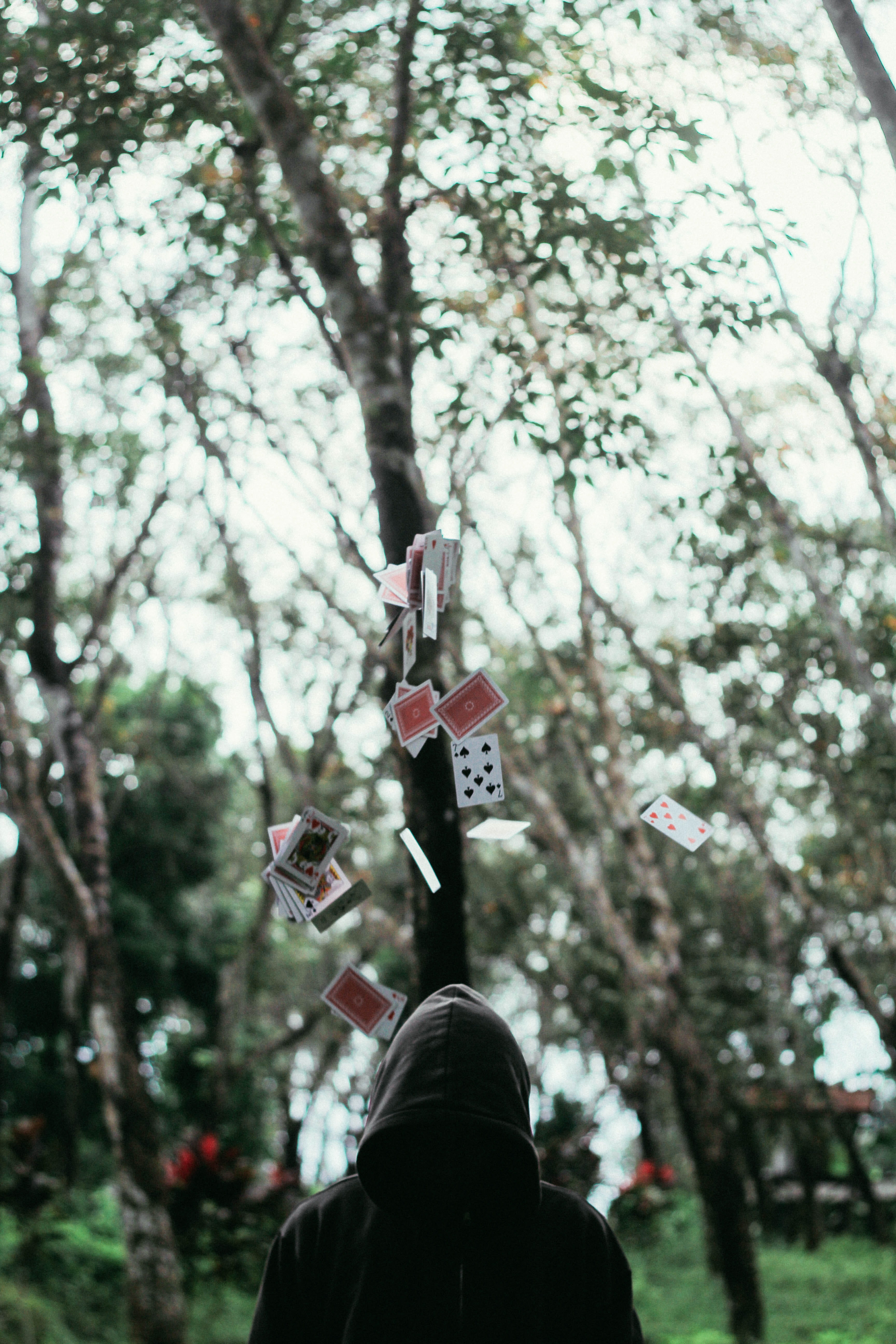 day, cards, man, park - man made space, human hand, tree, plant, one person, playing, park, nature, low angle view, magic, rear view, hand, photography, Phone HD Wallpaper