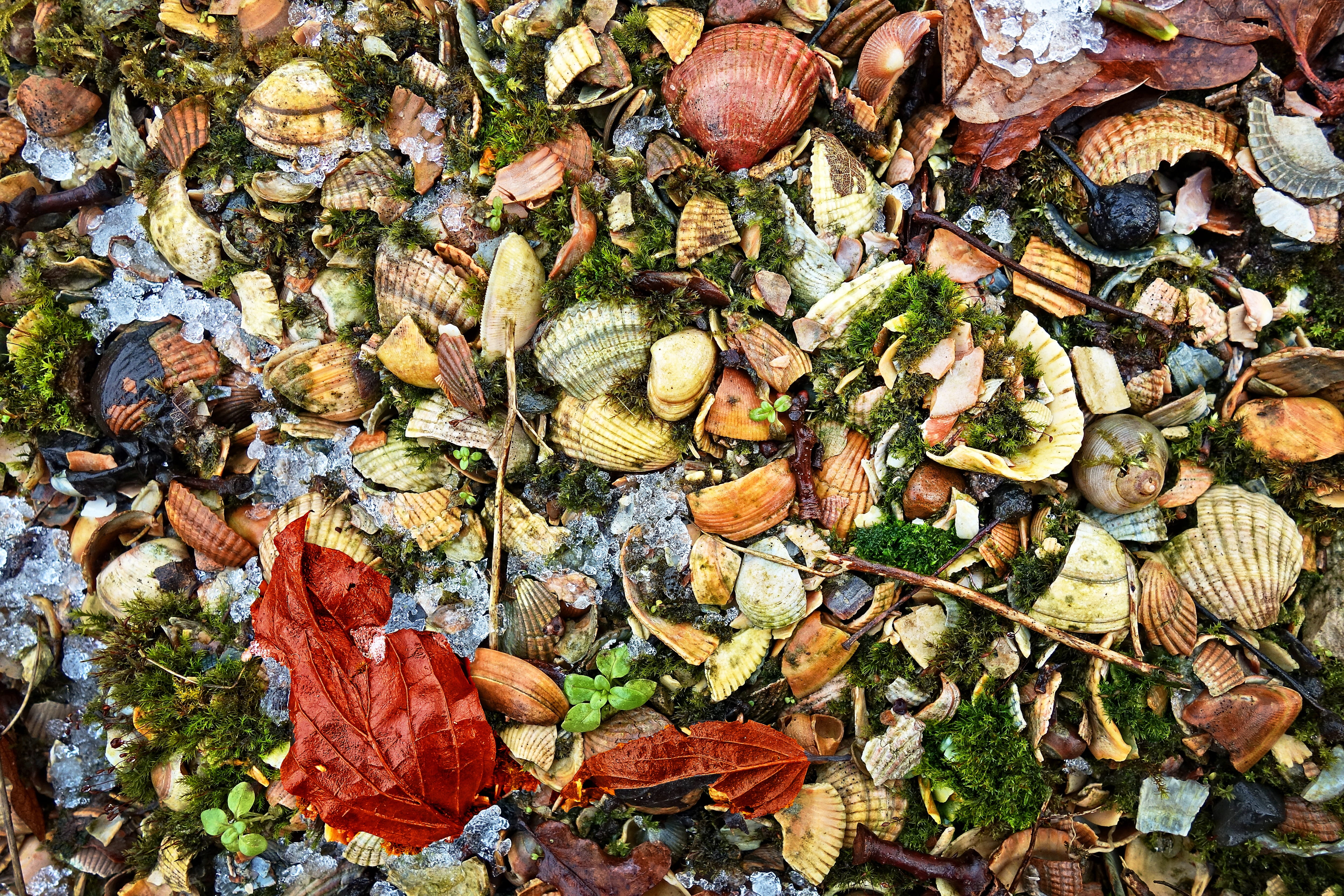abundance, grit, plant part, no people, still life, dry, backgrounds, shells backdrop, leaf, material, falling, close-up, autumn, plant, nature, change, HD Wallpaper