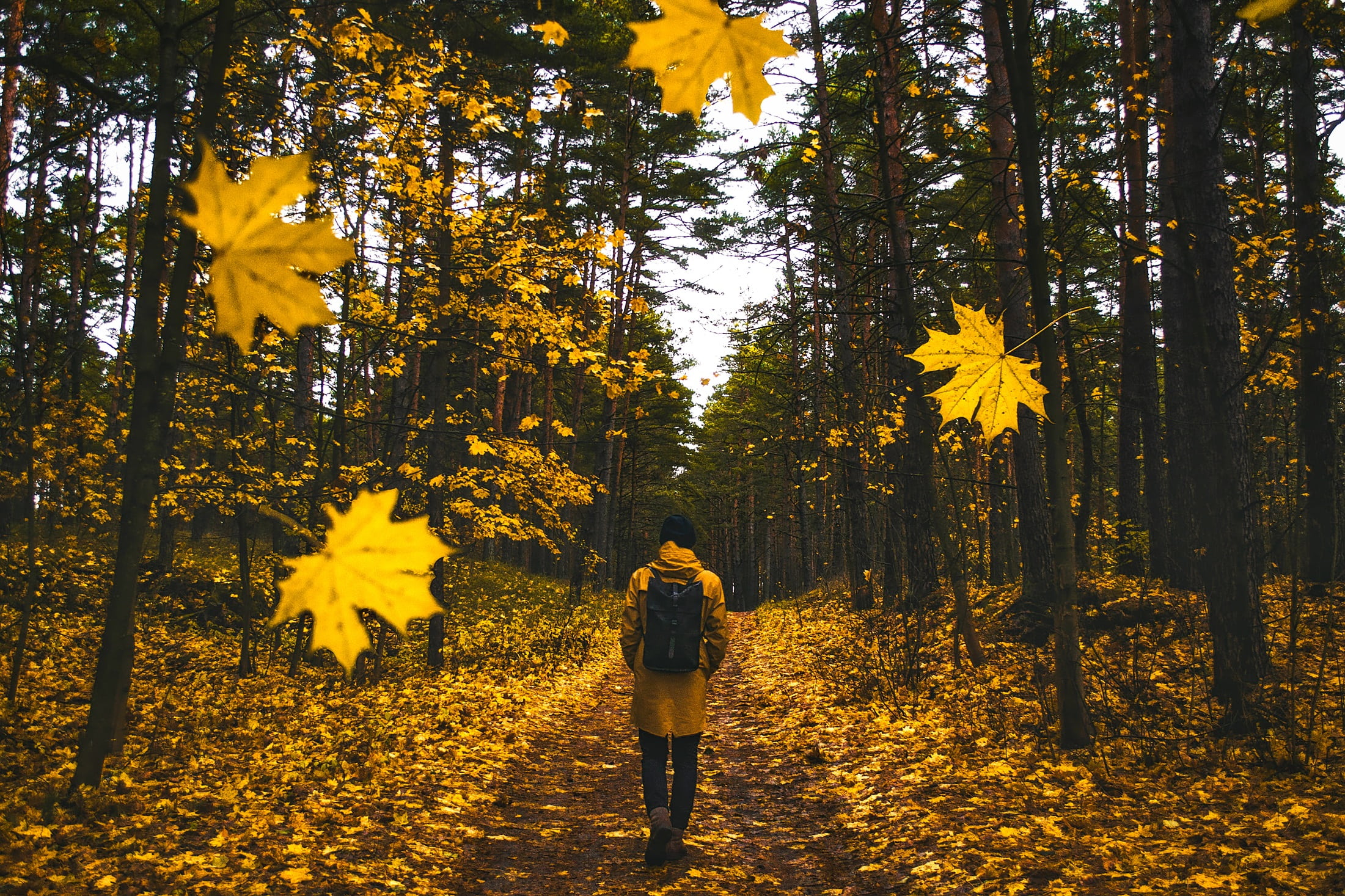 hdr, forest, beauty in nature, land, change, standing, colorful, falling leaves, plant, outdoors, autumn, adult, fall, 1080P, rural, nature, man, walking, HD Wallpaper