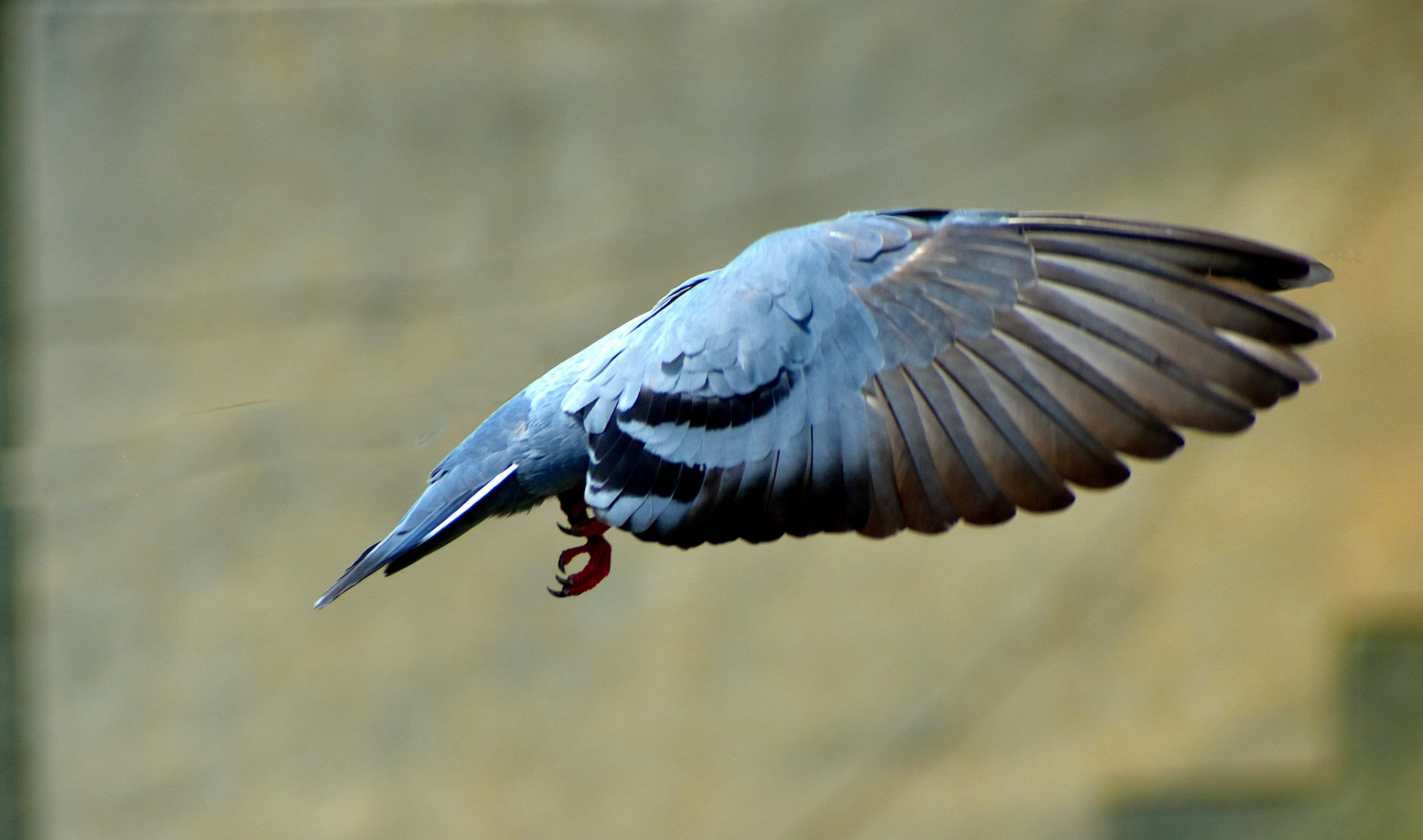 pigeon, outdoors, side view, animal body part, flying, no people, bird, day, one animal, close-up, 5K, animal, animal wing, focus on foreground, headless, HD Wallpaper