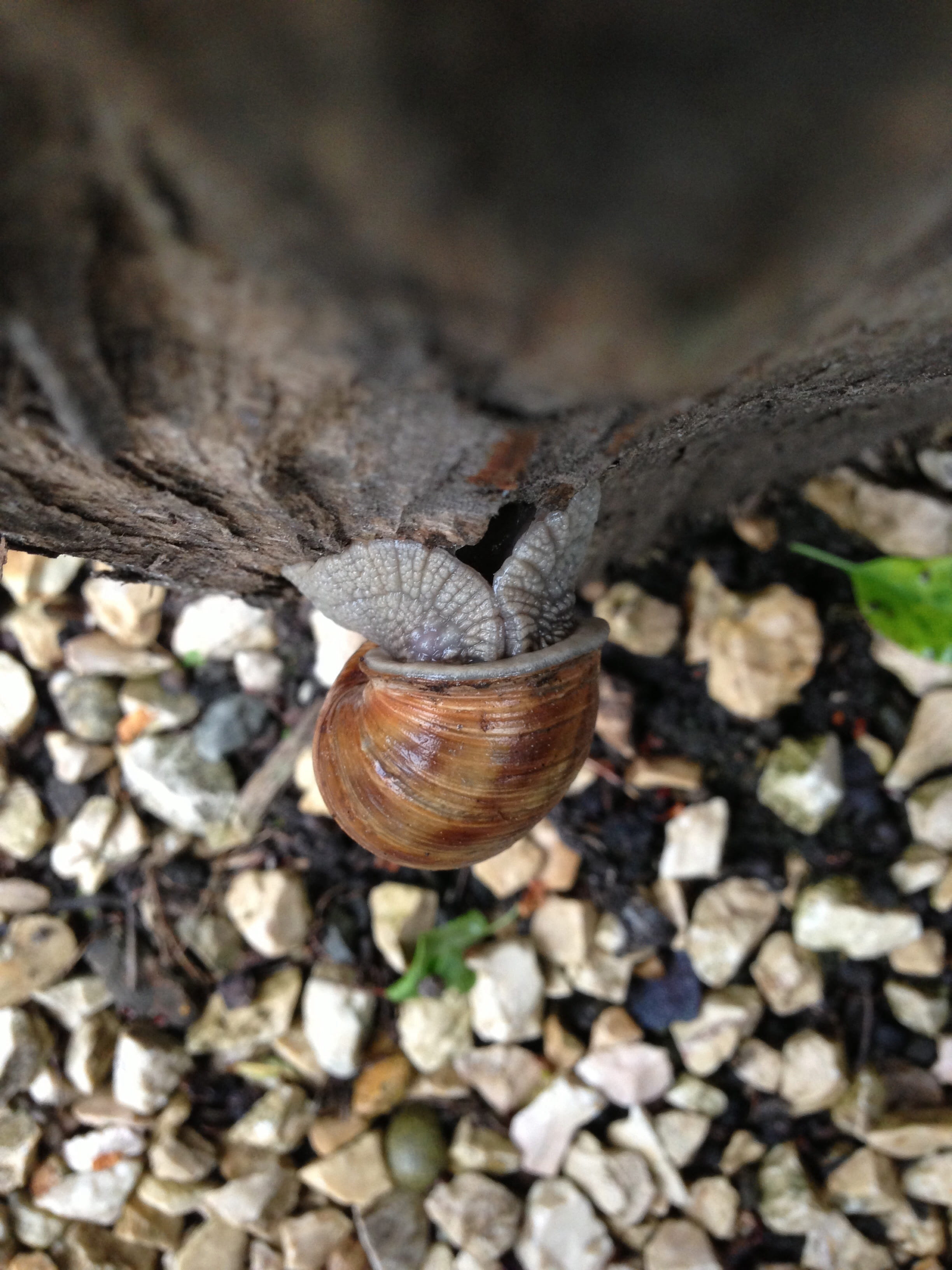 field, invertebrate, headless, snail, animal themes, high angle view, day, no people, one animal, land, outdoors, animal wildlife, shell, gastropod, animal world, Phone HD Wallpaper