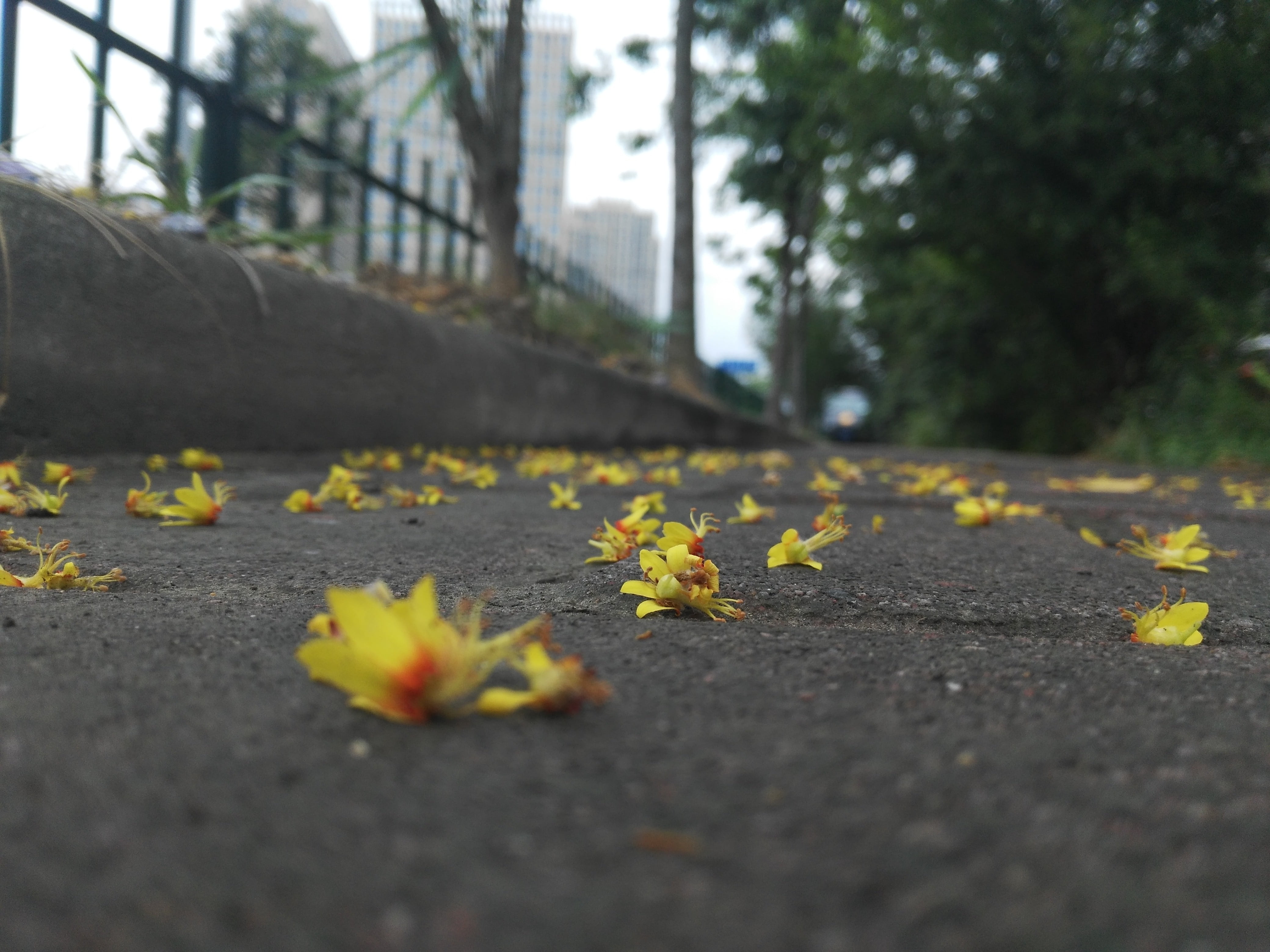 vulnerability, road, shame the spring, outdoors, freshness, springtime, flower head, change, plant, transportation, close-up, street, fallen flowers, fragility, HD Wallpaper