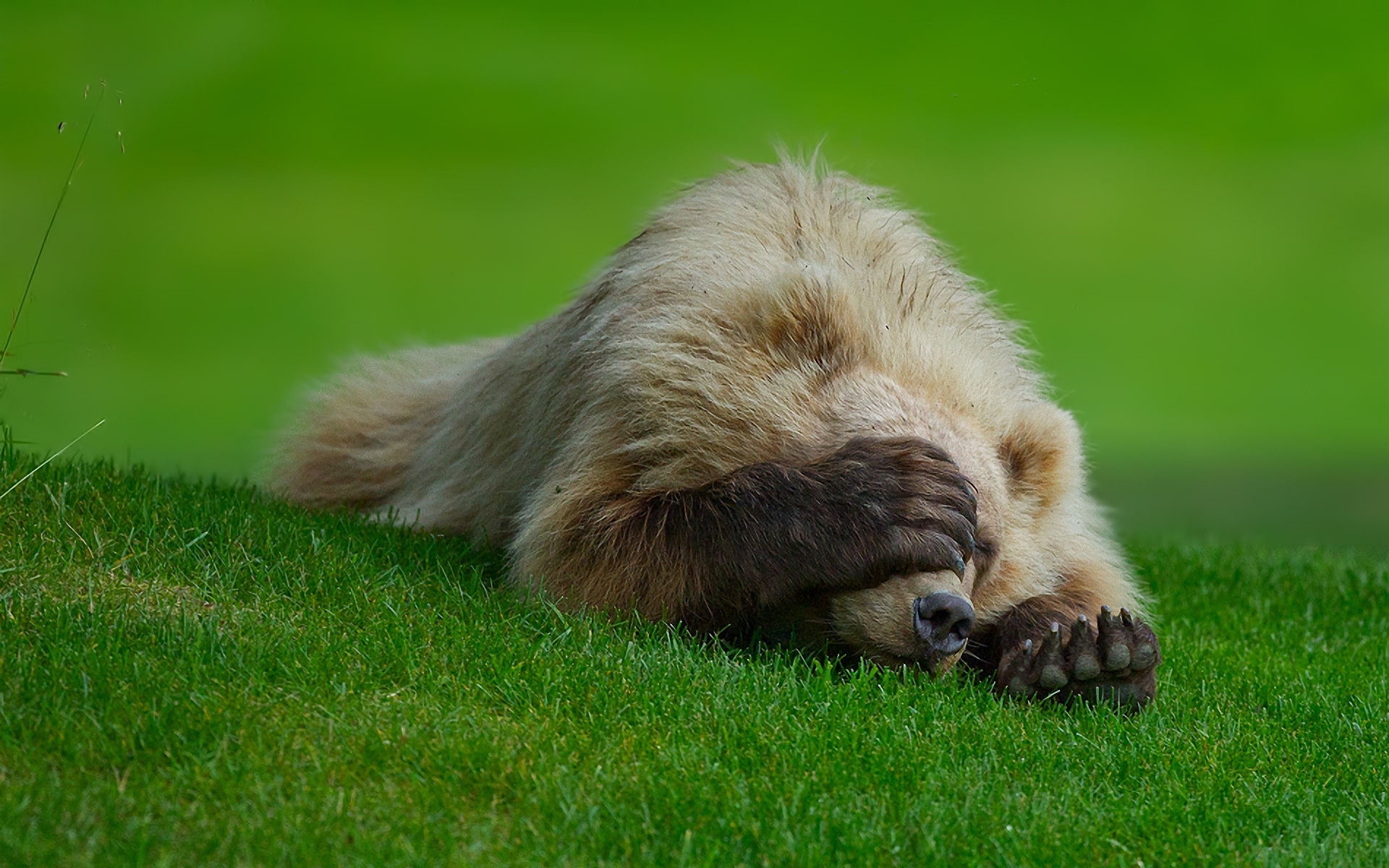 1080P, Badun, shame, paw, claws, bear, grass, lawn, HD Wallpaper
