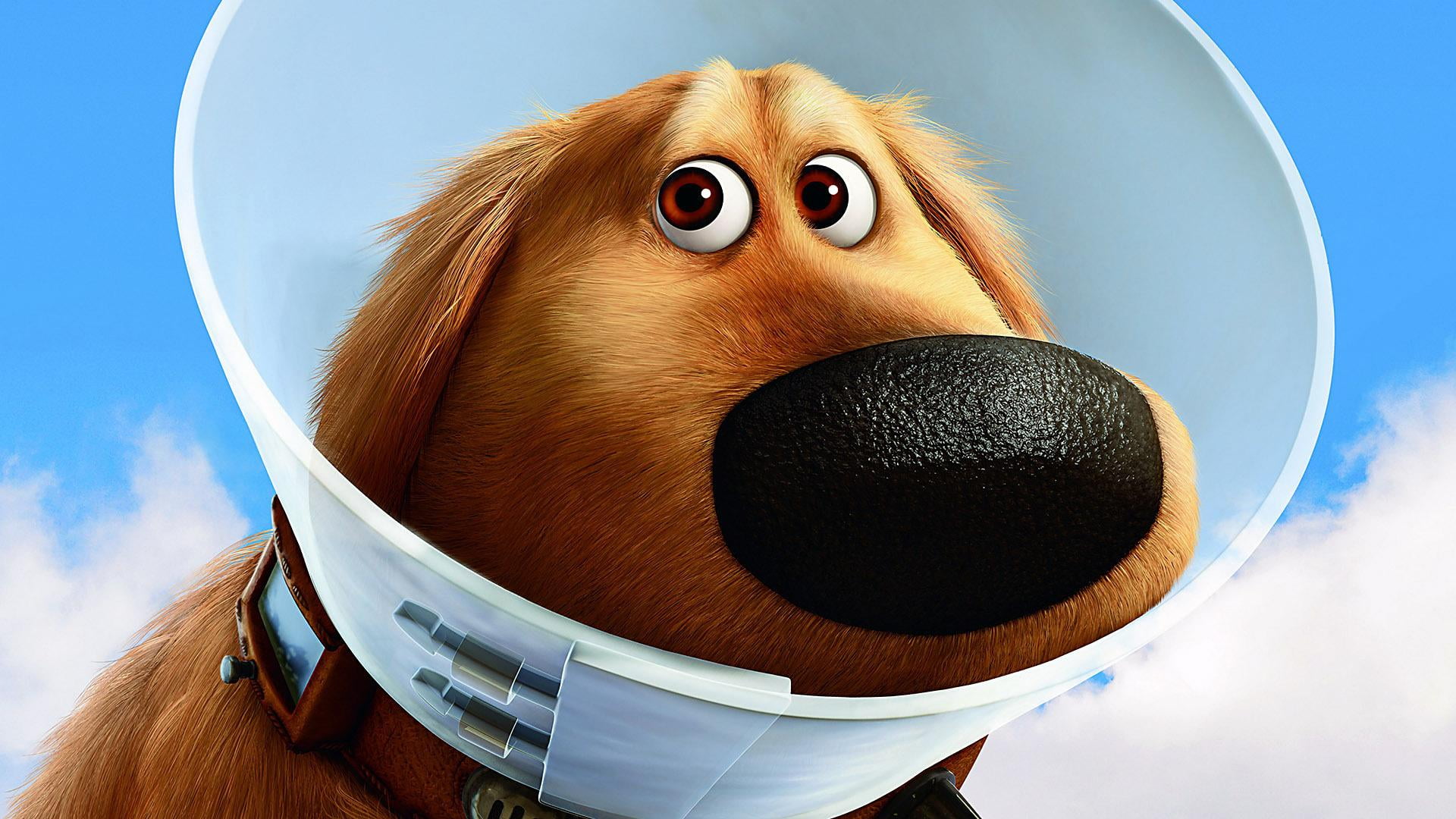 one animal, animal body part, no people, 1080P, humor, fun, cute, canine, pets, blue, dogs, dog, close-up, sky, shame, movie, elizabethan, fish-eye lens, HD Wallpaper