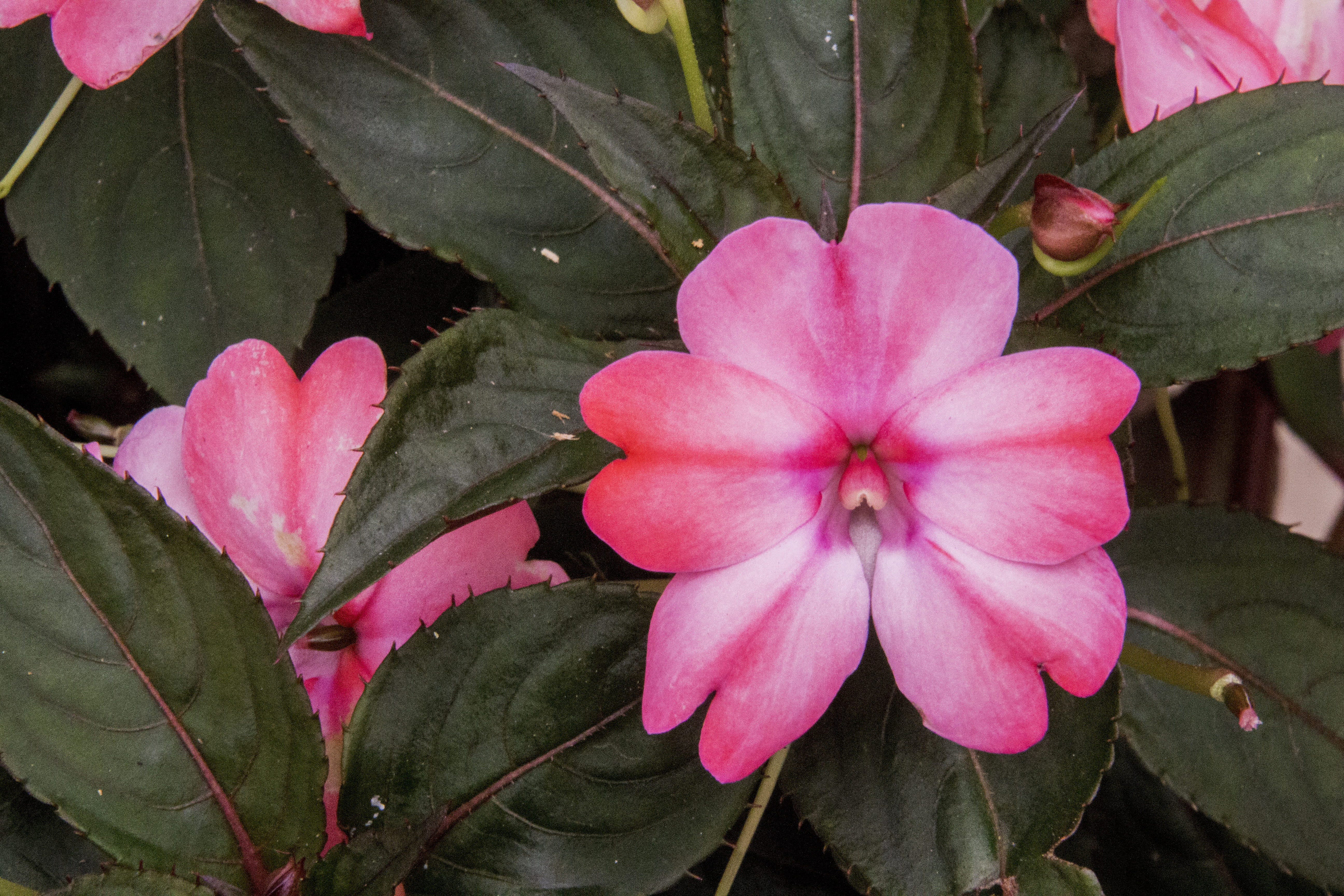 no people, fragility, day, outdoors, decoration, flower head, leaf, pink flower, petal, growth, plant part, park - man made space, exotic plant, beauty in nature, HD Wallpaper