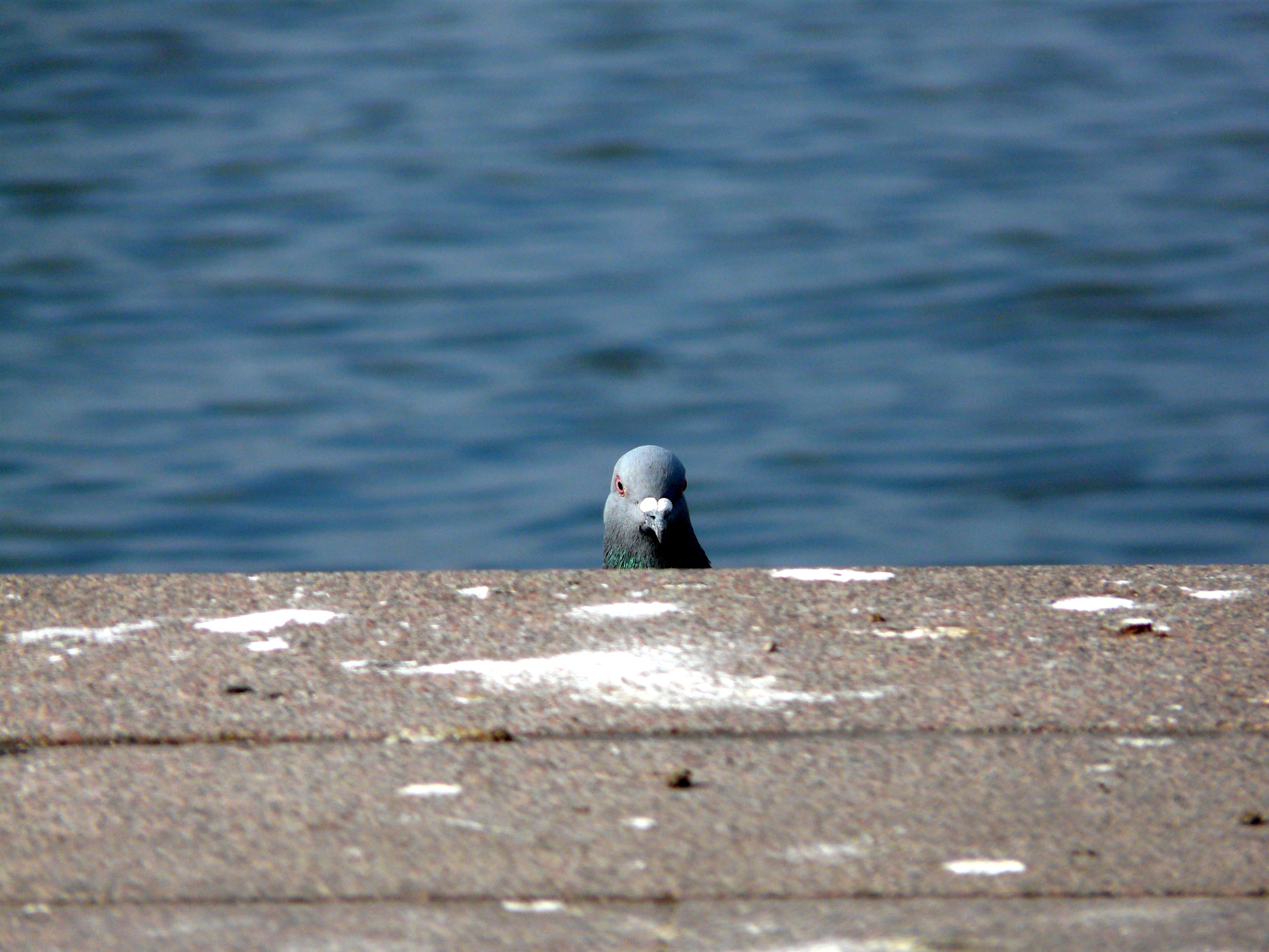 appear, dove, sea Bird, animal, water, shame, pigeon, selective focus, retaining wall, snapshot, excuse me, partner search, im sorry, animal themes, concrete, HD Wallpaper