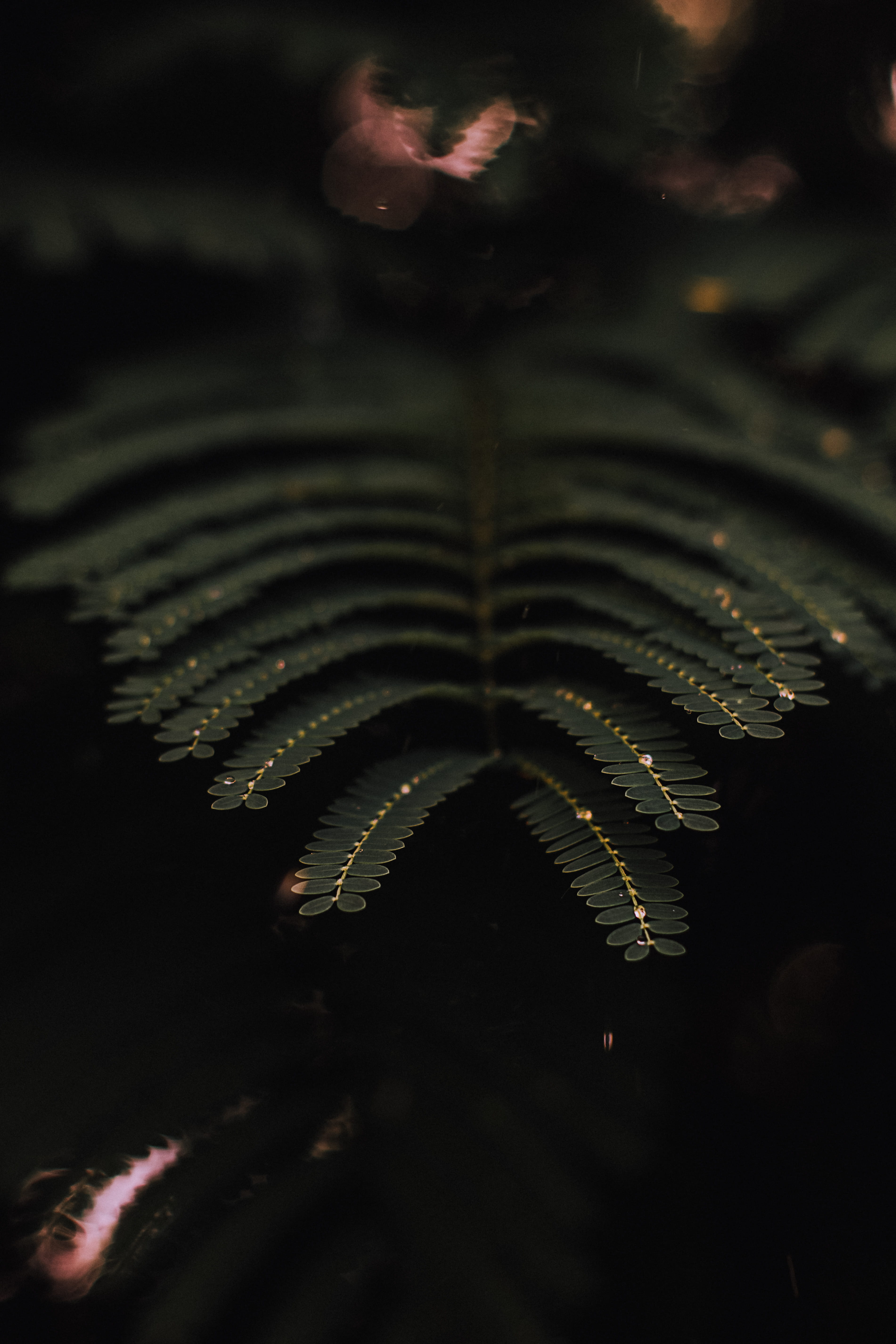 leaf, 5K, outdoors, wet, close-up, natural pattern, macro, shame, selective, focus, growth, nature, day, photography, plant, vulnerability, focus on foreground, Phone HD Wallpaper
