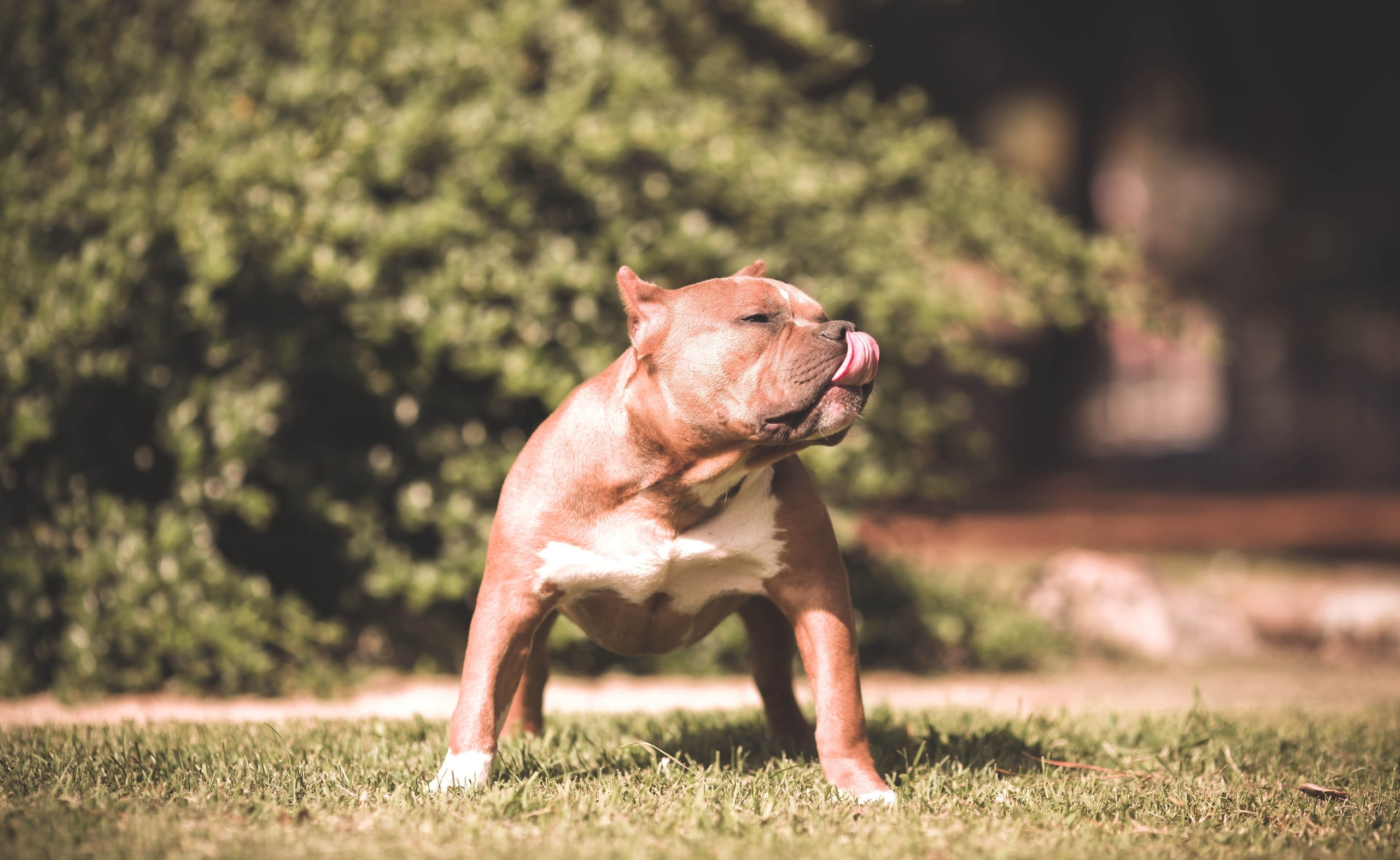 animal themes, side view, focus on foreground, domestic, no people, profile view, canine, domestic animals, plant, 2K, mouth open, mammal, Beautiful, bully, HD Wallpaper