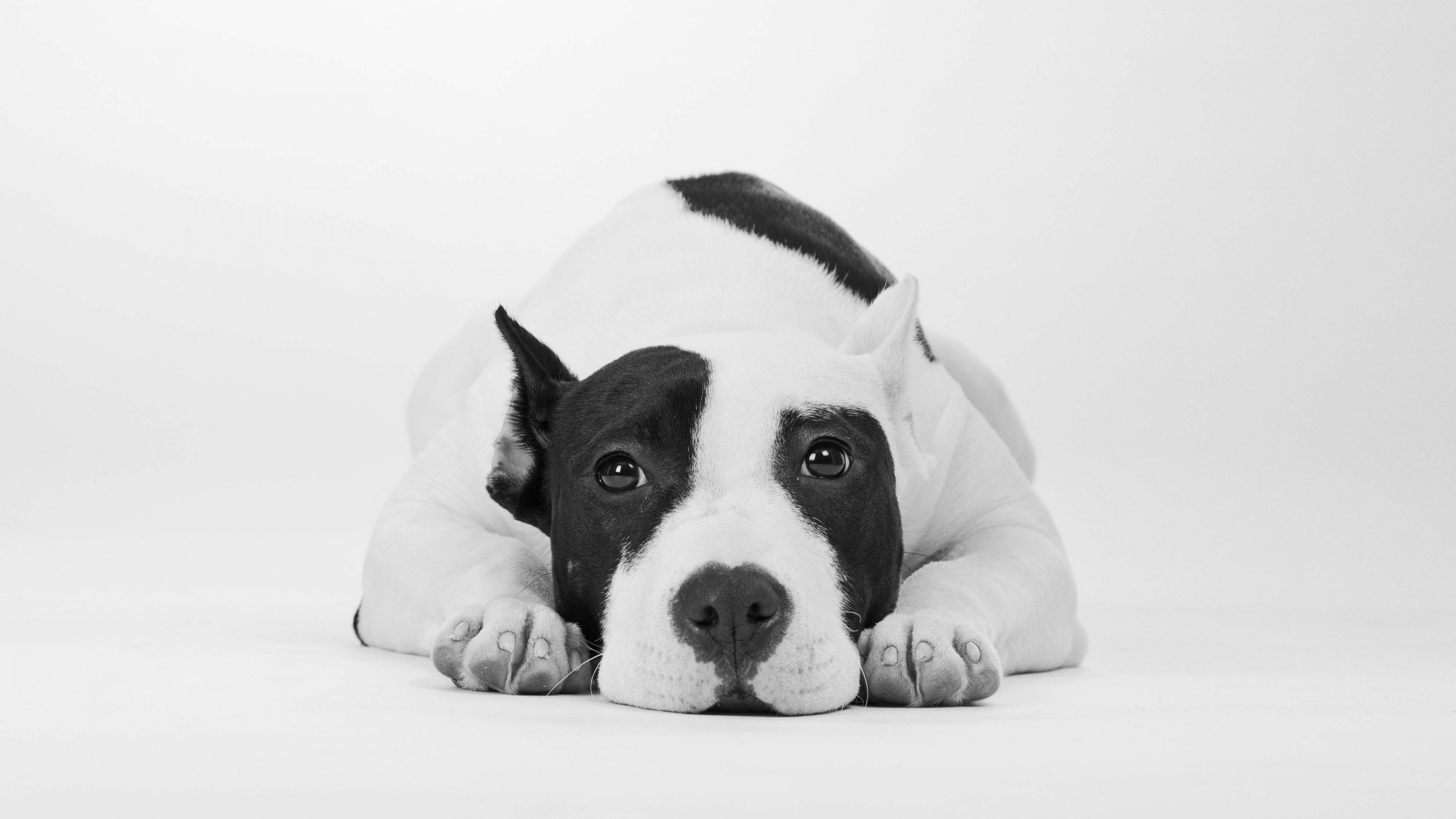 dog, american, cute animals, 4K, 4k, bully, adult, black, white, background, HD Wallpaper