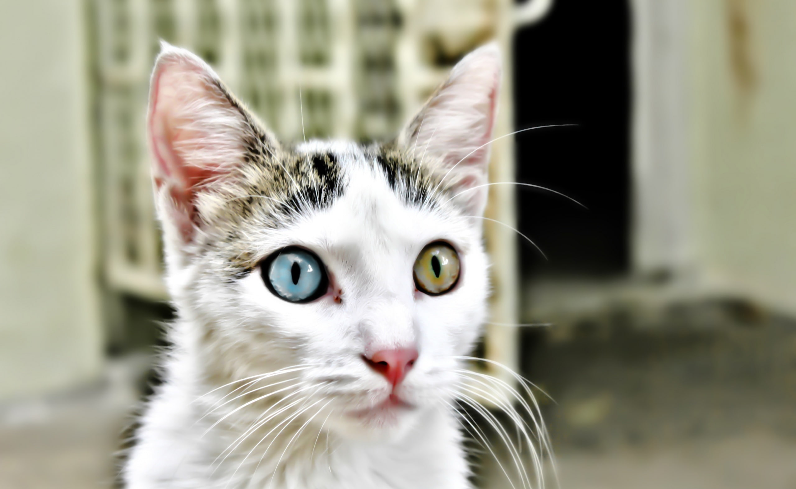 domestic animals, no people, coated, bipolar, yellow eyes, close-up, animal themes, Surprise, feline, mammal, white color, domestic, animal body part, eye, HD Wallpaper