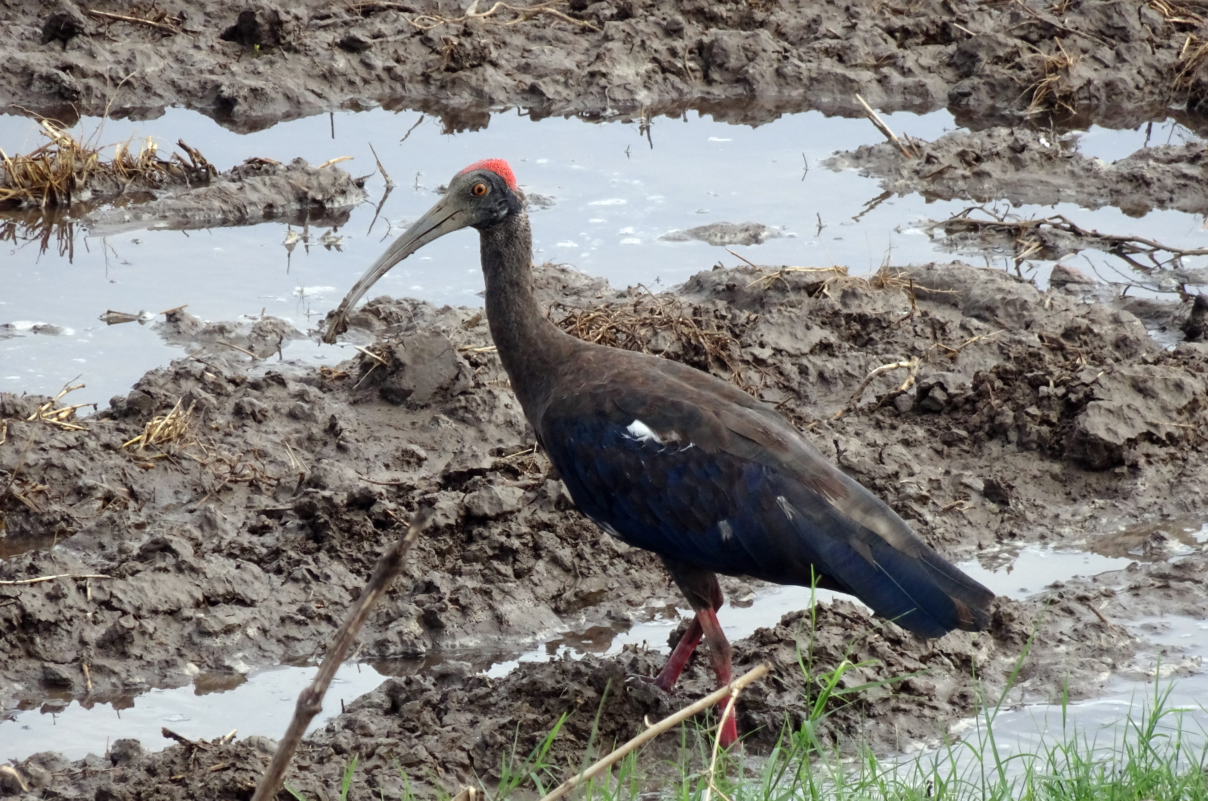 black ibis, india, water, red-naped ibis, animal, ibis, indian black ibis, perching, winter, no people, animal wildlife, wildlife, solid, land, bird, animals in the wild, HD Wallpaper
