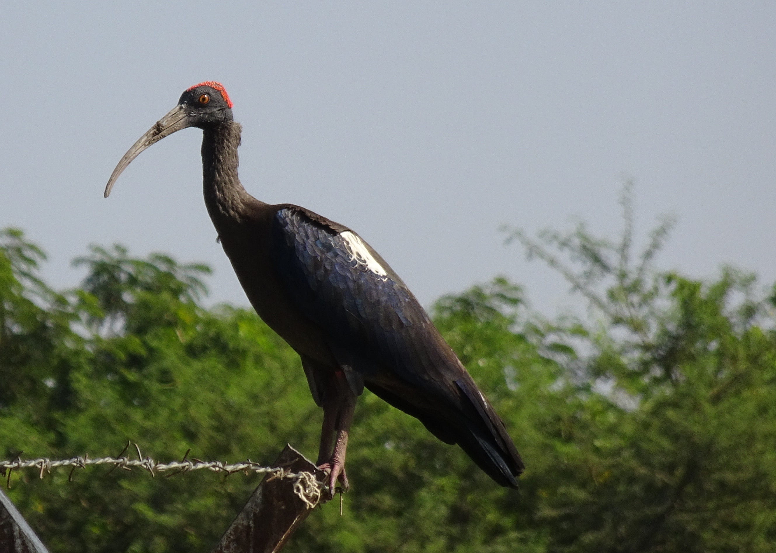 branch, rajkot, india, perching, indian black ibis, 2K, nature, pseudibis papillosa, outdoors, animal body part, animal, animals in the wild, one animal, HD Wallpaper