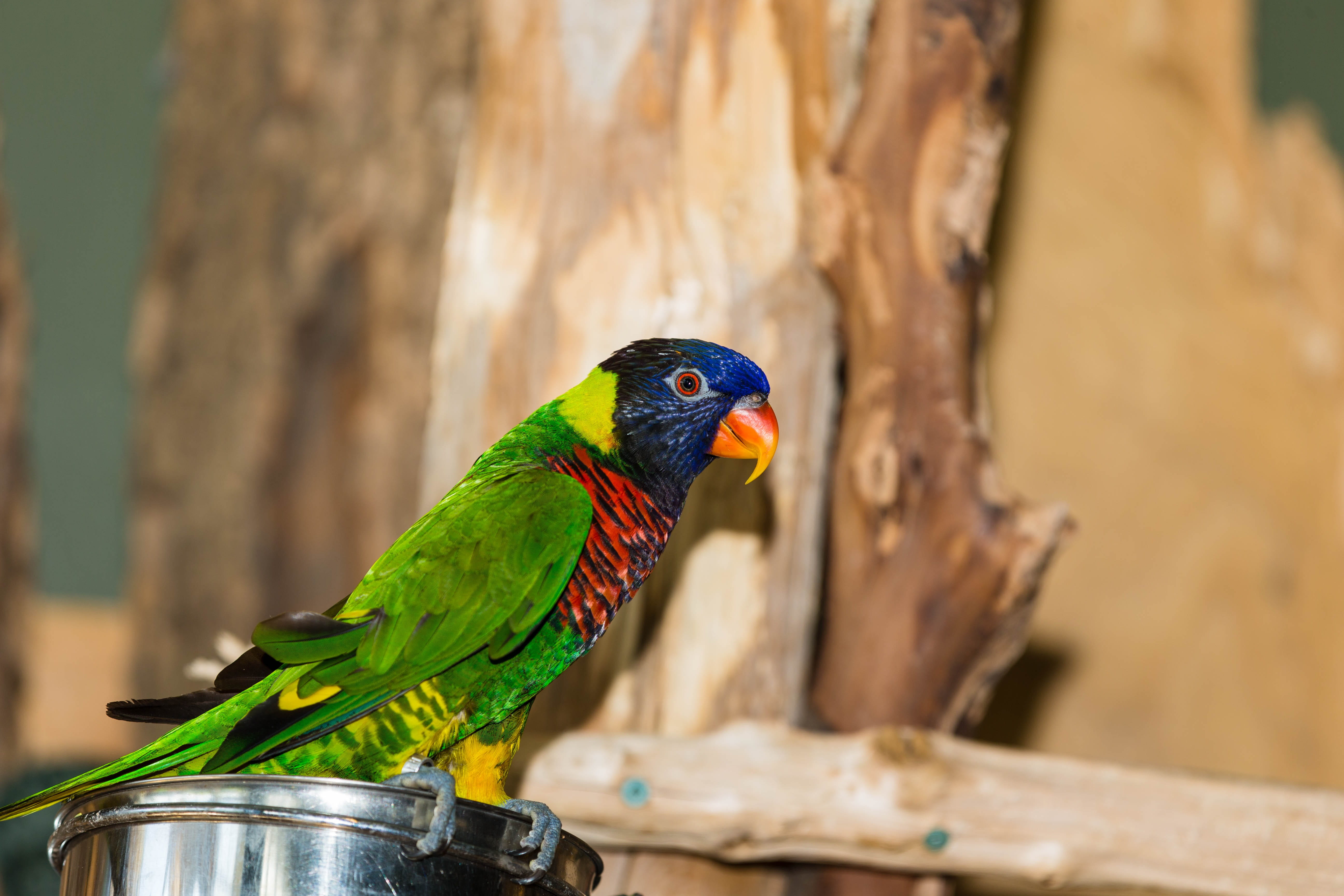 animal wildlife, tree, wood - material, parrot, green naped lorikeet, day, no people, perching, nature, outdoors, vertebrate, rainbow lorikeet, one animal, HD Wallpaper