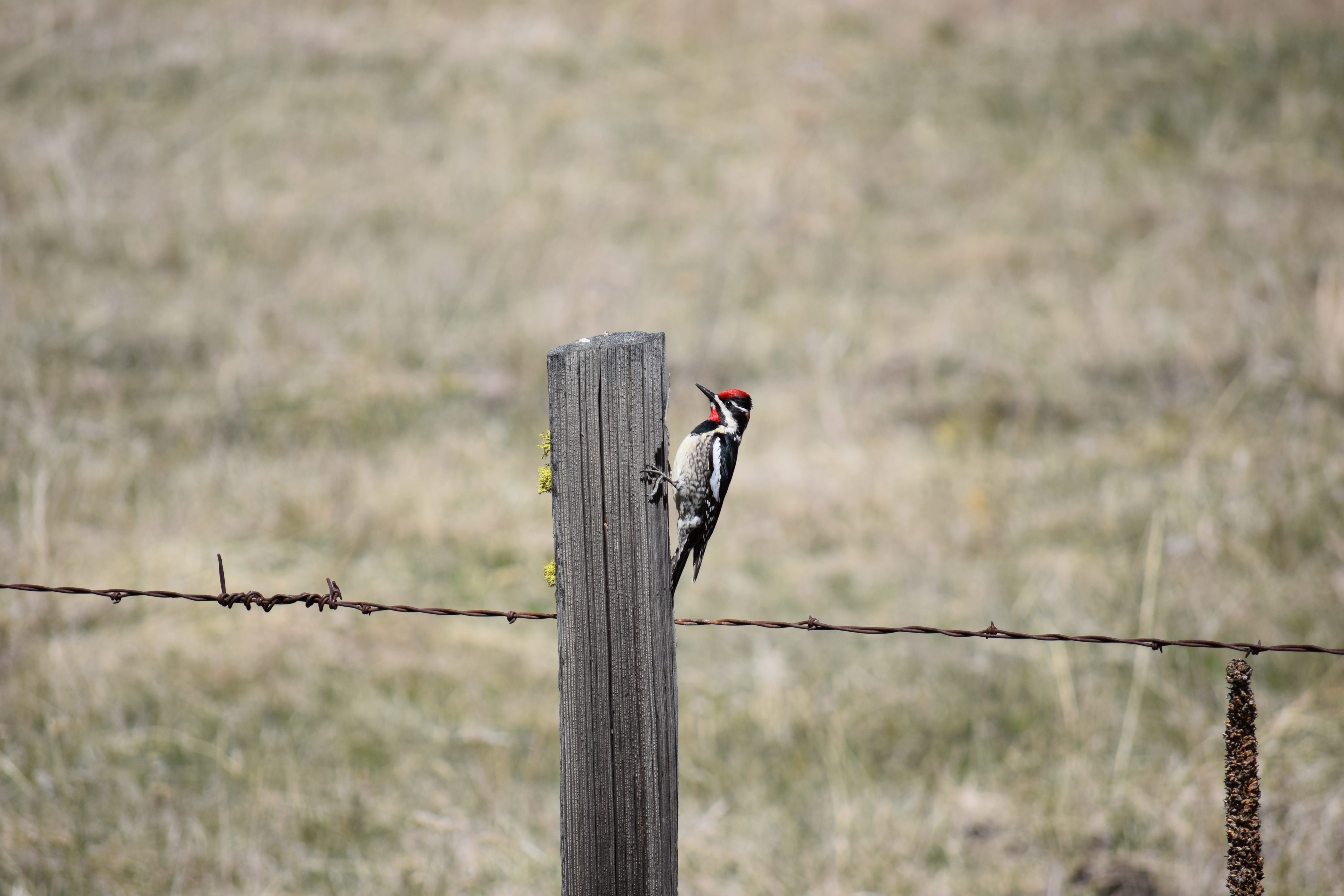 barbed wire, no people, safety, day, focus on foreground, animal themes, fence, animal wildlife, protection, wooden post, vertebrate, animal, 5K, bird, HD Wallpaper
