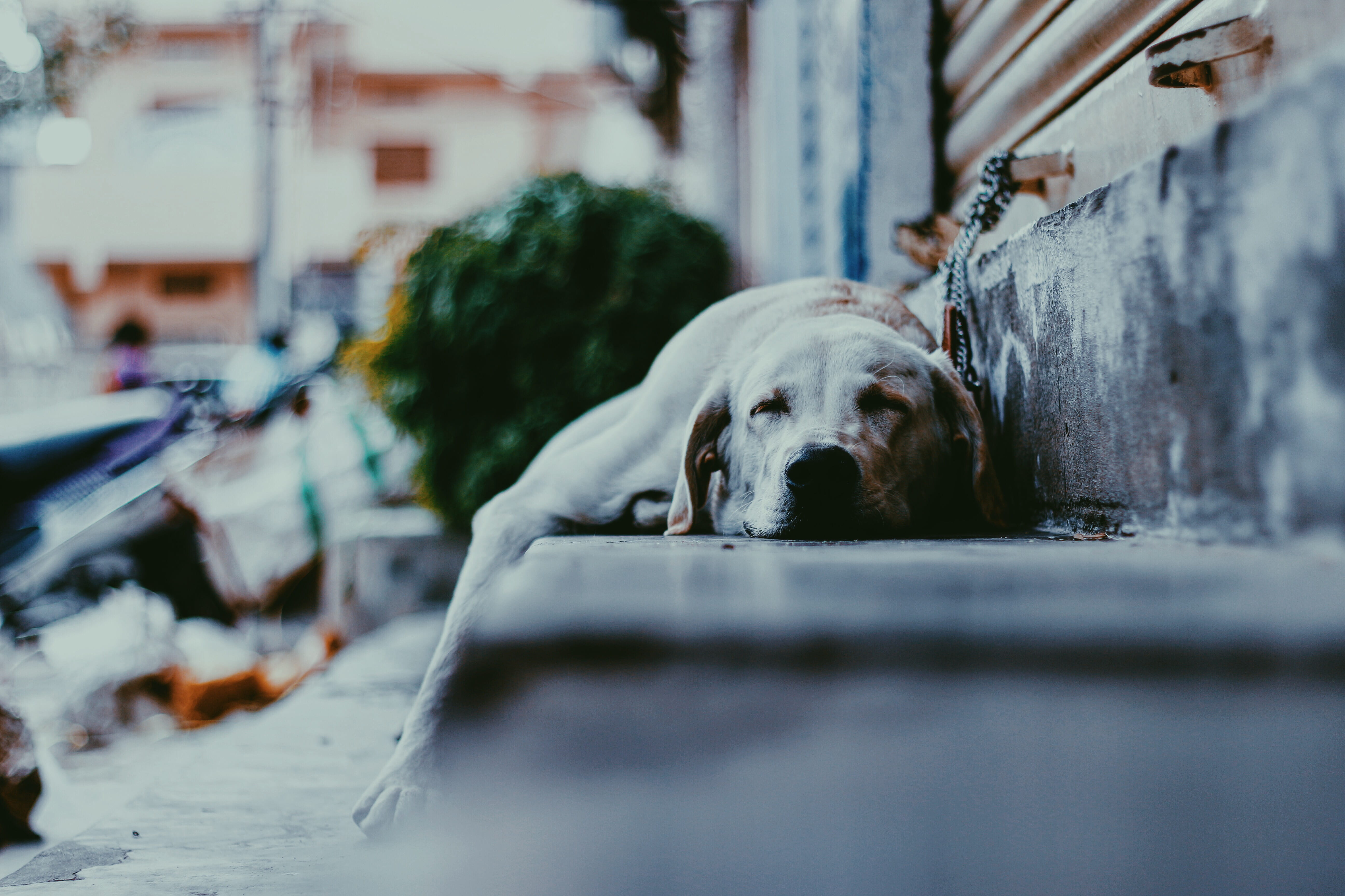 domestic, yellow, resting, building exterior, dream, surface level, morning, no people, animal themes, pets, street, mammal, 5K, relaxation, selective focus, HD Wallpaper