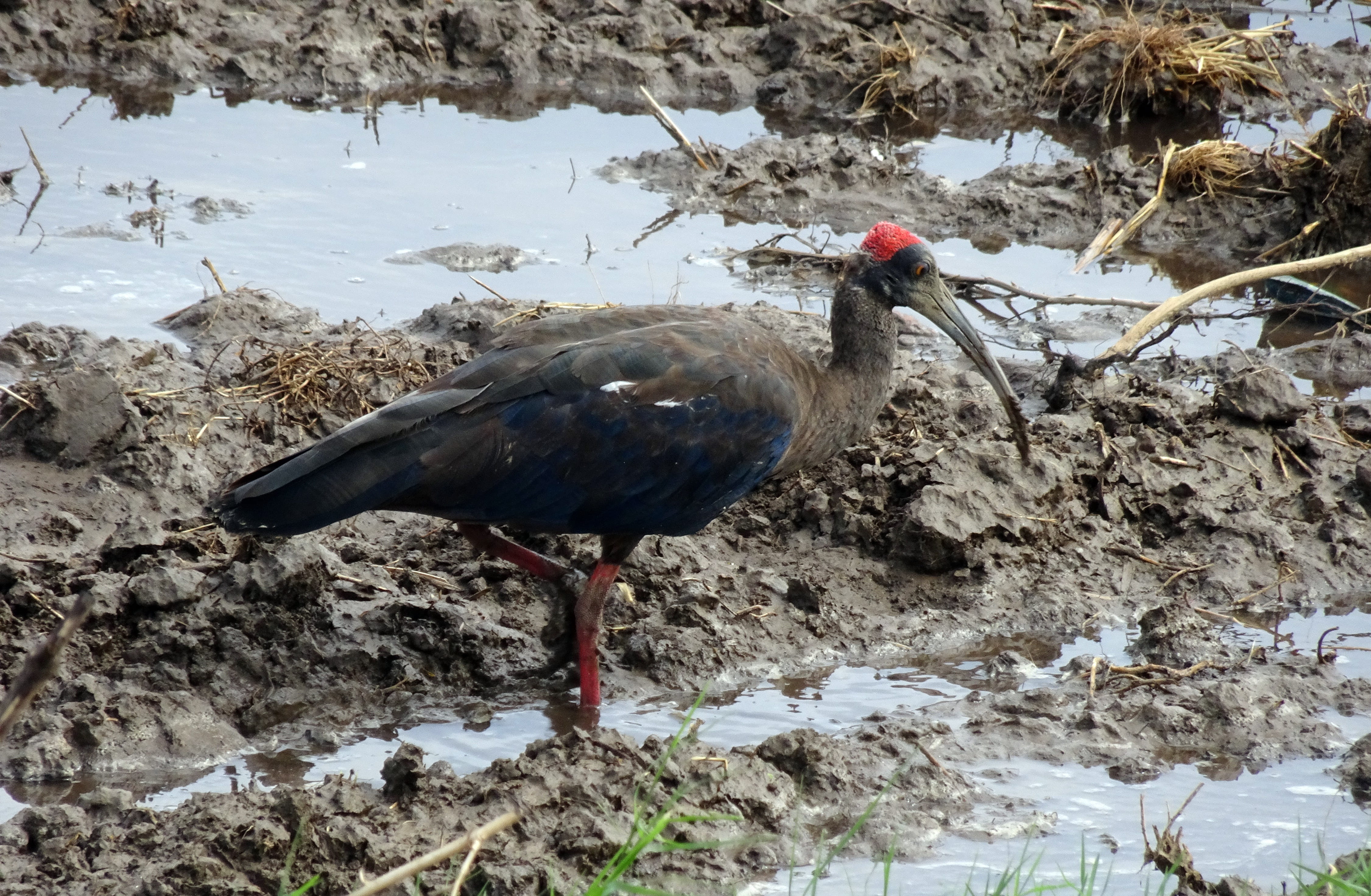 animals in the wild, 4K, no people, black ibis, perching, nature, solid, wildlife, ibis, one animal, winter, animal, day, bird, water, rock, india, rock - object, HD Wallpaper