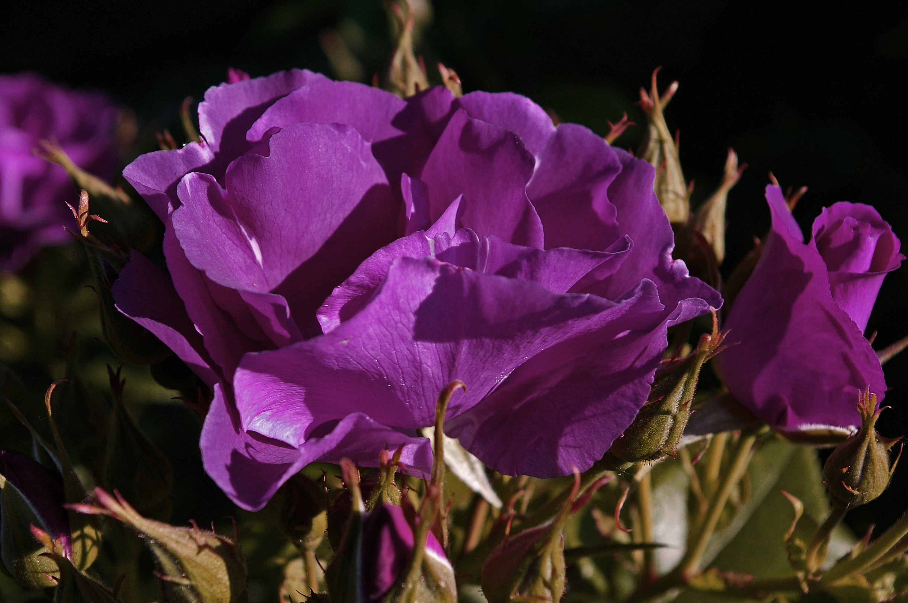 rhapsody in blue, petals, 2K, thorns, outdoors, colorful, petal, no people, flowers, leaf, fragility, flower bed, blue rose, nature, rose garden, bouquet, HD Wallpaper