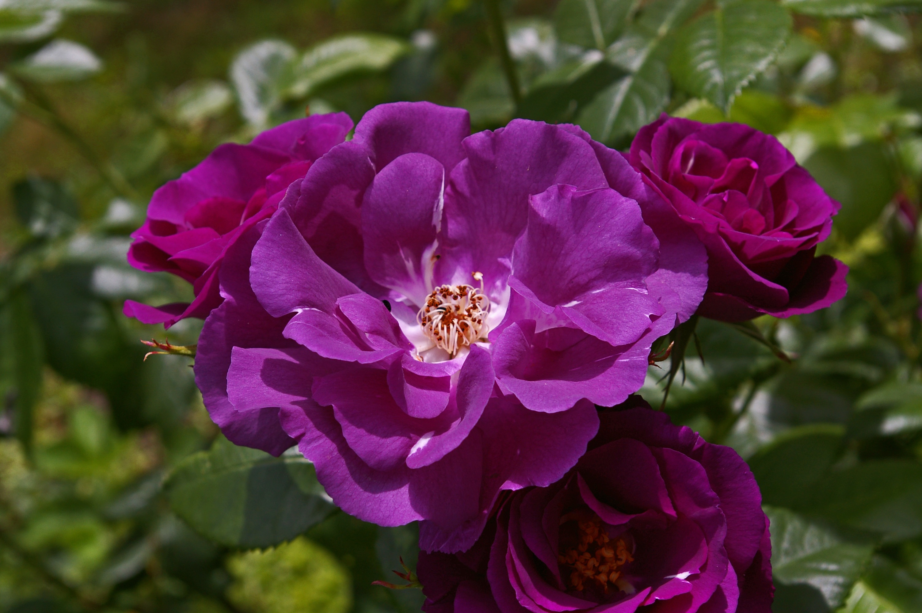 bouquet, blue, daytime, thorns, botanical garden, outdoors, summer, petals, flowers, photography, close, flowering plant, decorative, close-up, pollination, HD Wallpaper