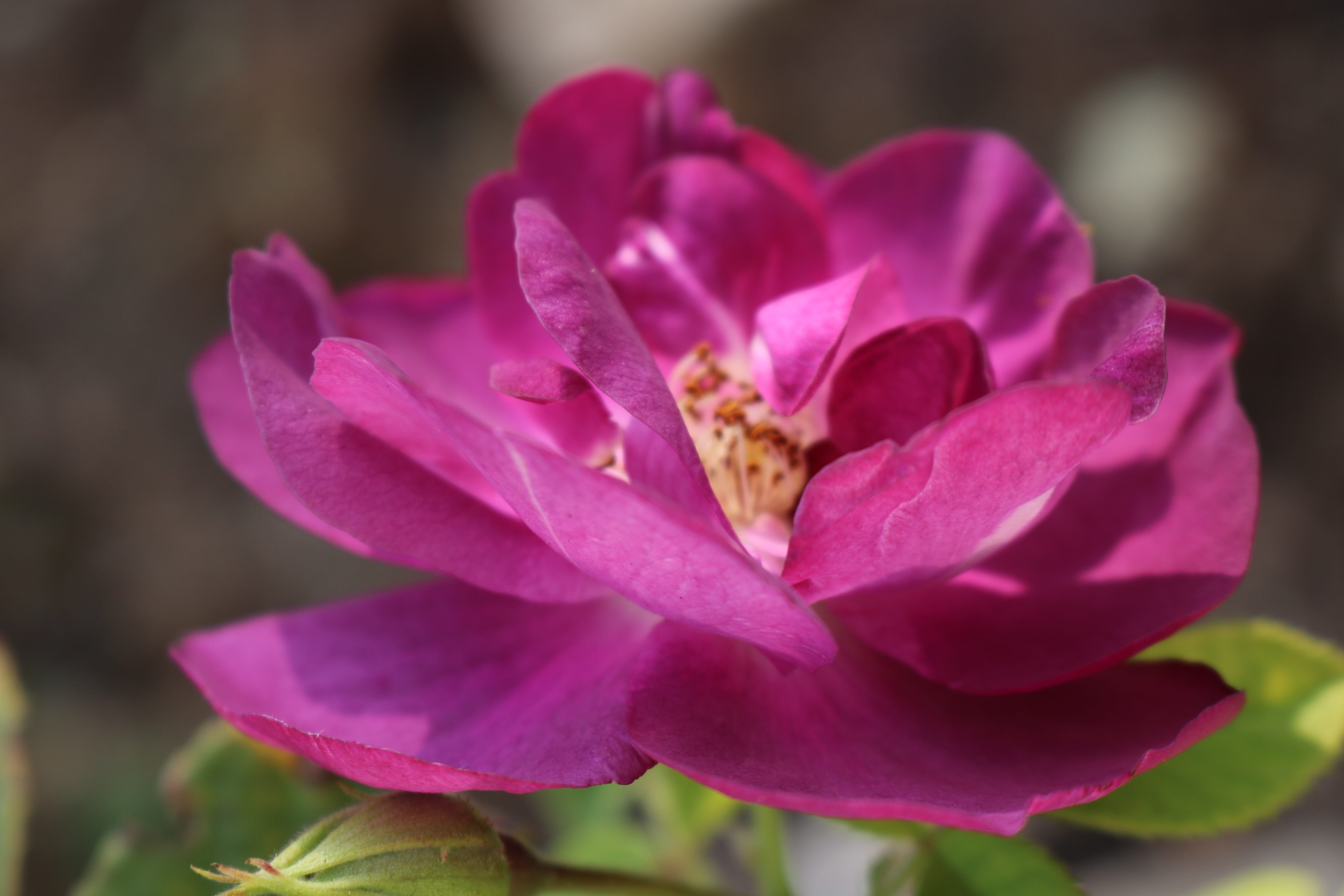 growth, rose, flower, love, 5K, focus on foreground, rhapsody in blue, vulnerability, summer, purple, no people, outdoors, nature, close-up, freshness, HD Wallpaper