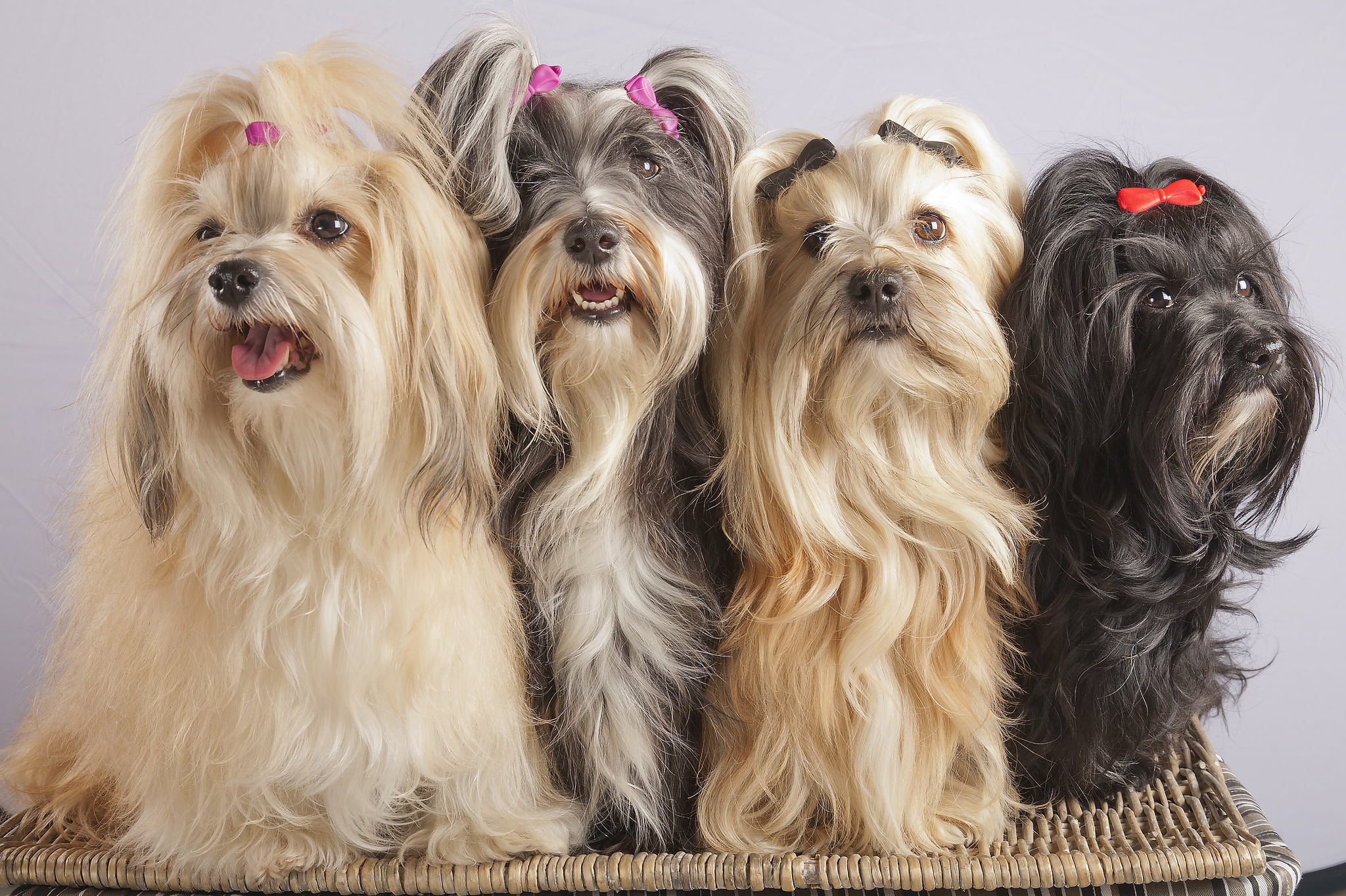 mammal, indoors, domestic animals, hair, dog, animal hair, several, studio shot, lap dog, vertebrate, no people, one animal, hairstyle, cute, animal, small, HD Wallpaper