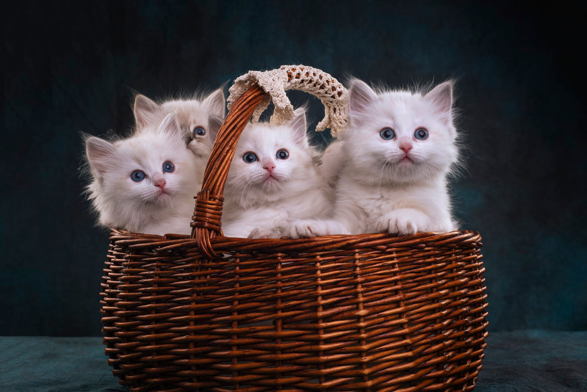 sitting in the basket, kittens, white, ragdoll, four kittens, a lot, cuties, Quartet, the dark background, four, kitty, 1080P, look, basket, HD Wallpaper