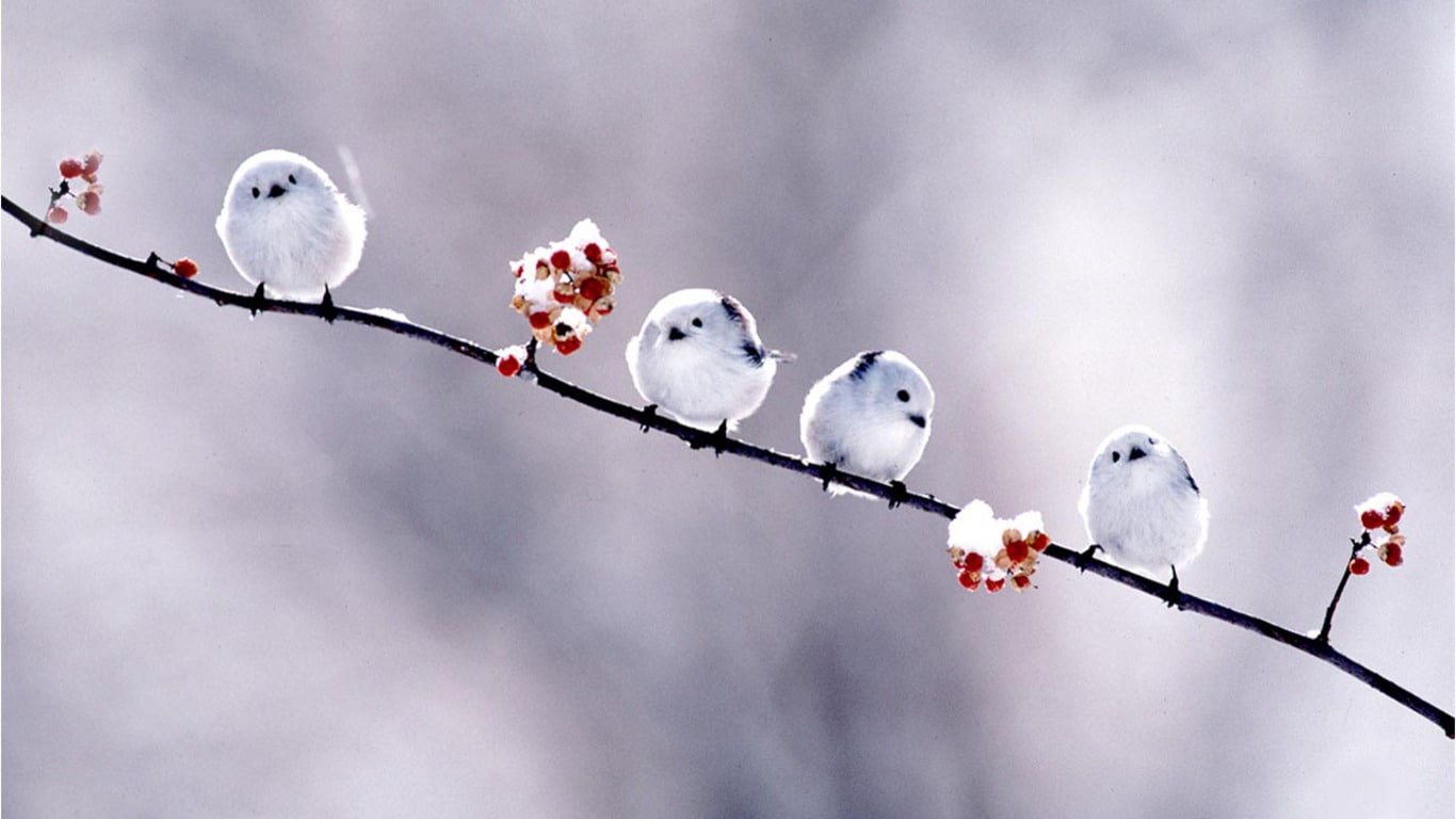 x, hd, 720P, art, quartet, animals, birds, bird, short, HD Wallpaper