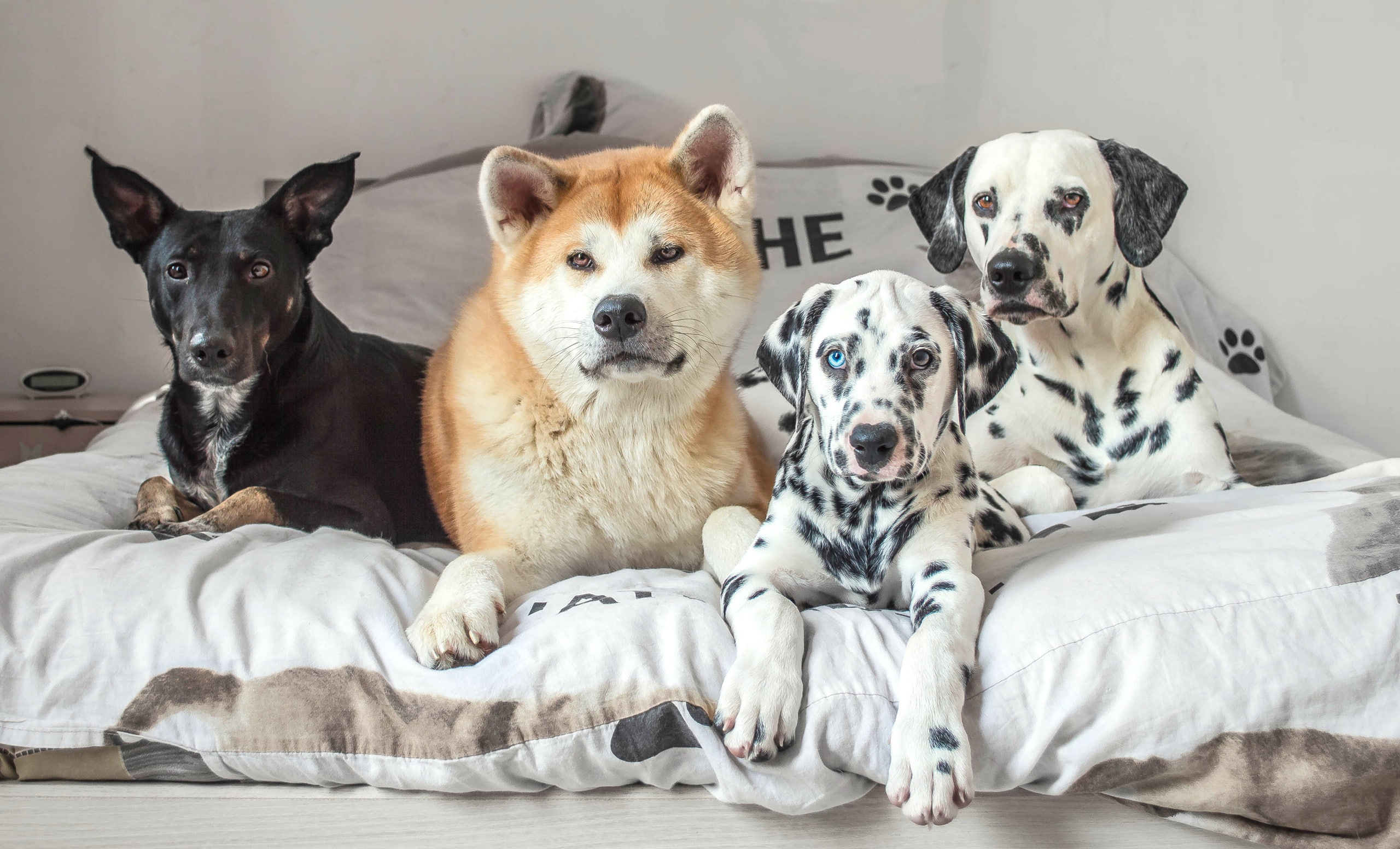 Quartet, 2K, bed, friends, dogs, Akita inu, dalmatinci, mongrel, HD Wallpaper